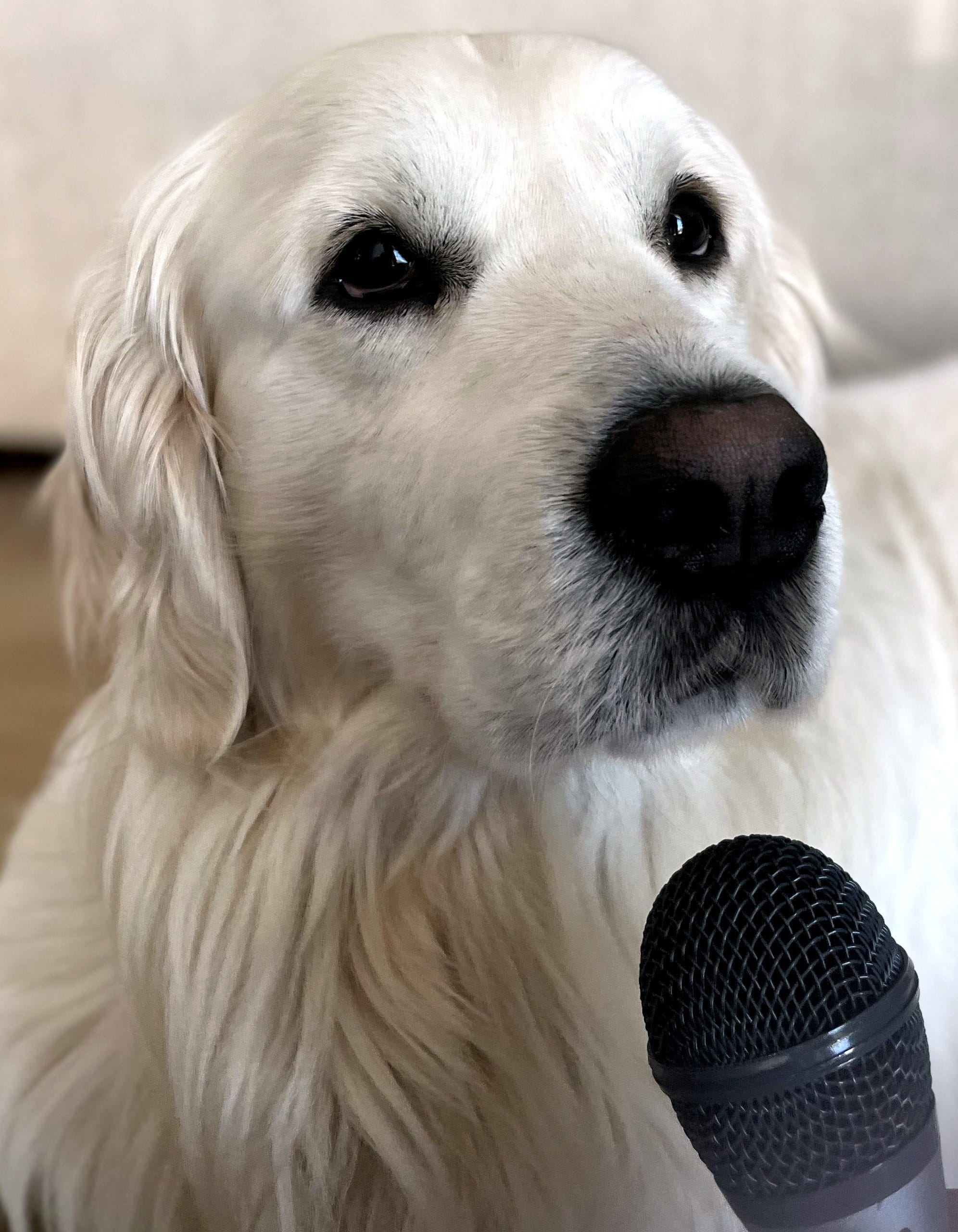 A Dog is for Life, a Podcast is for your Business