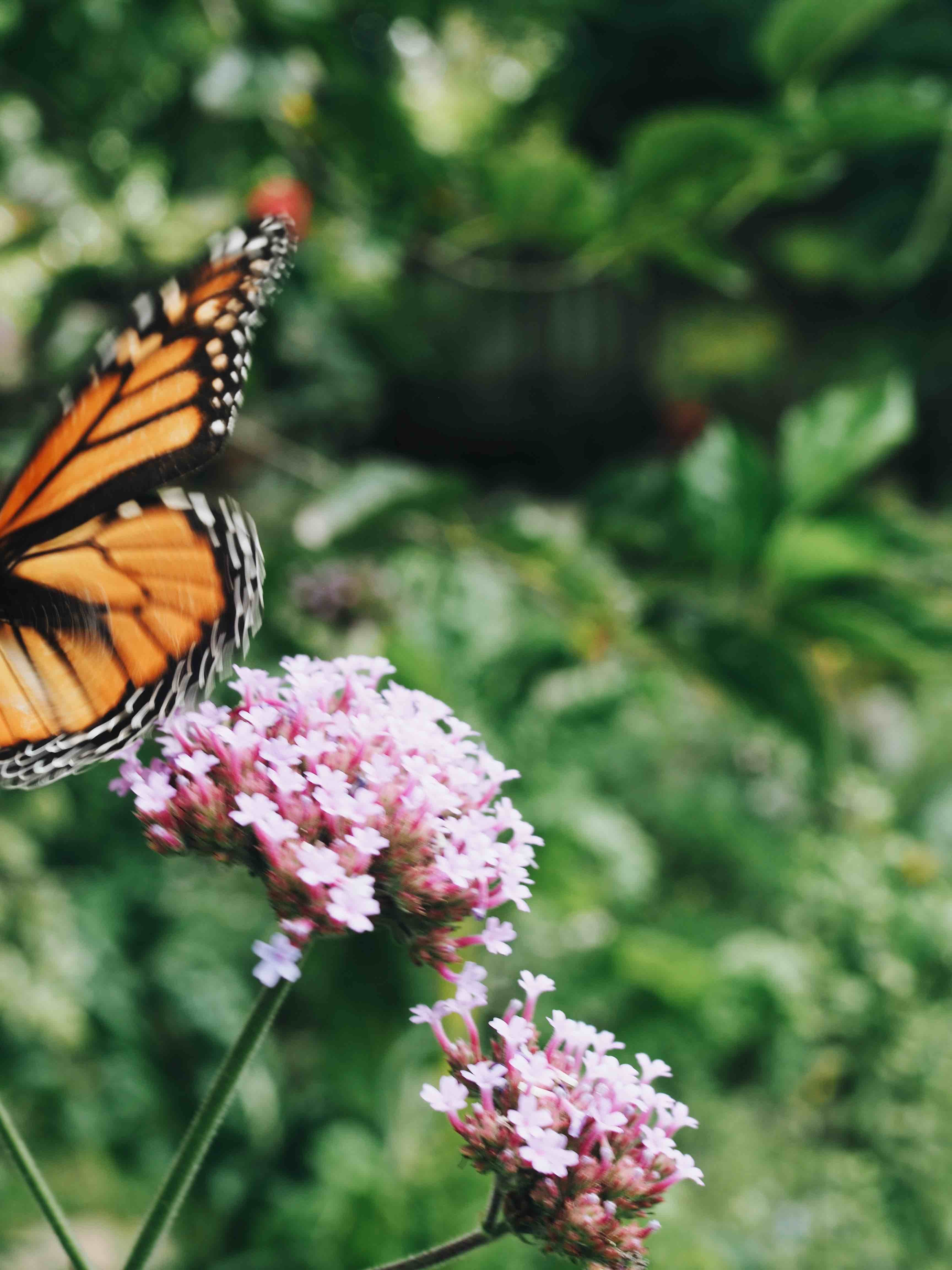 How to stop your garden looking like crap every autumn