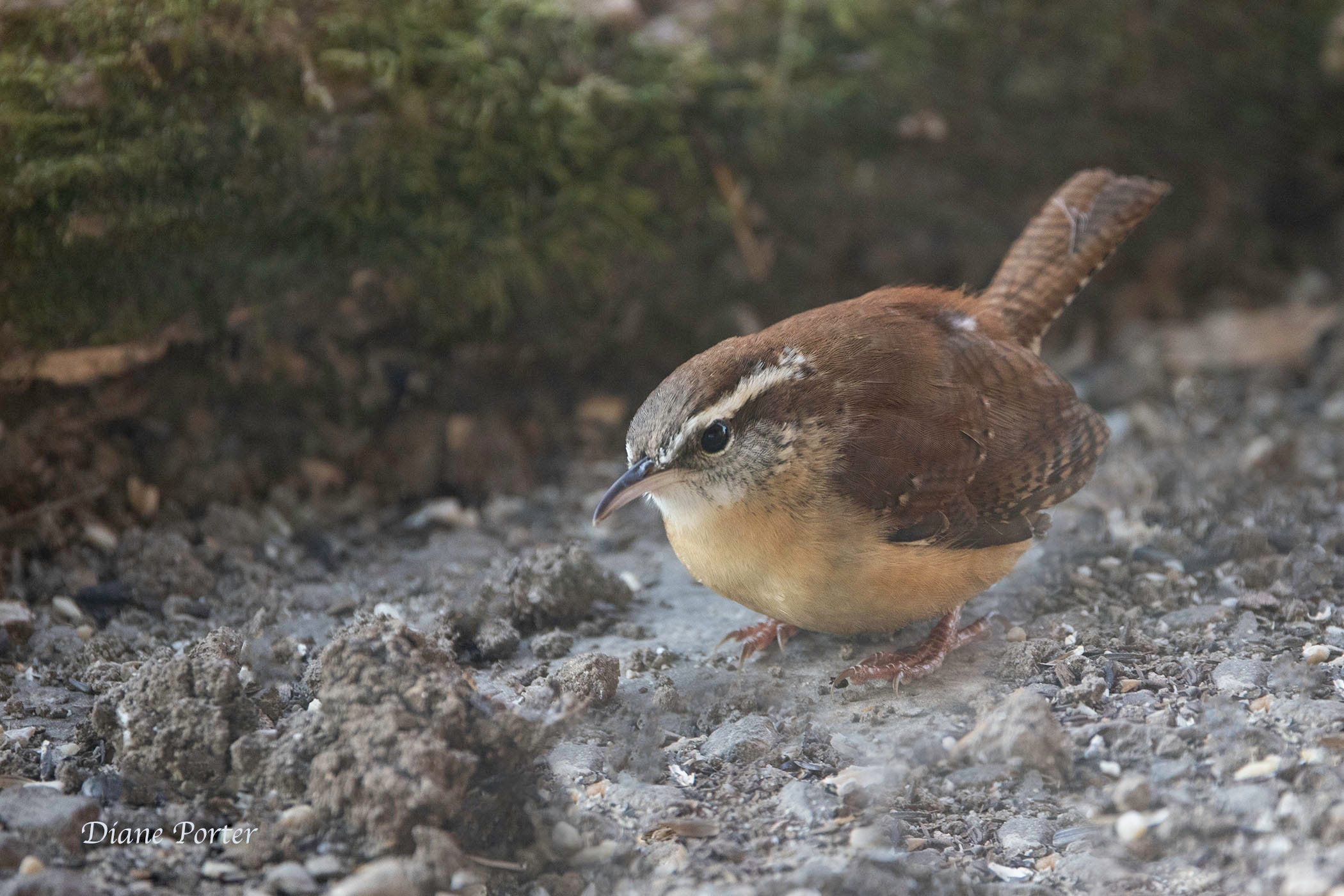 Carolina Wren - by Diane Porter - My Gaia