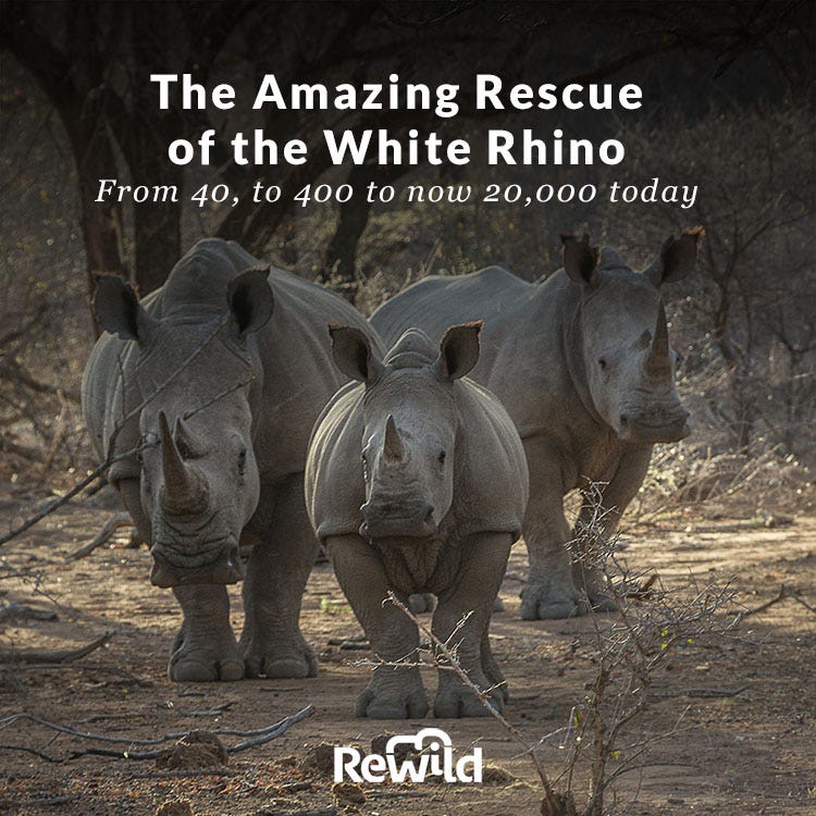 Rhino Rescue — Wildlife Films