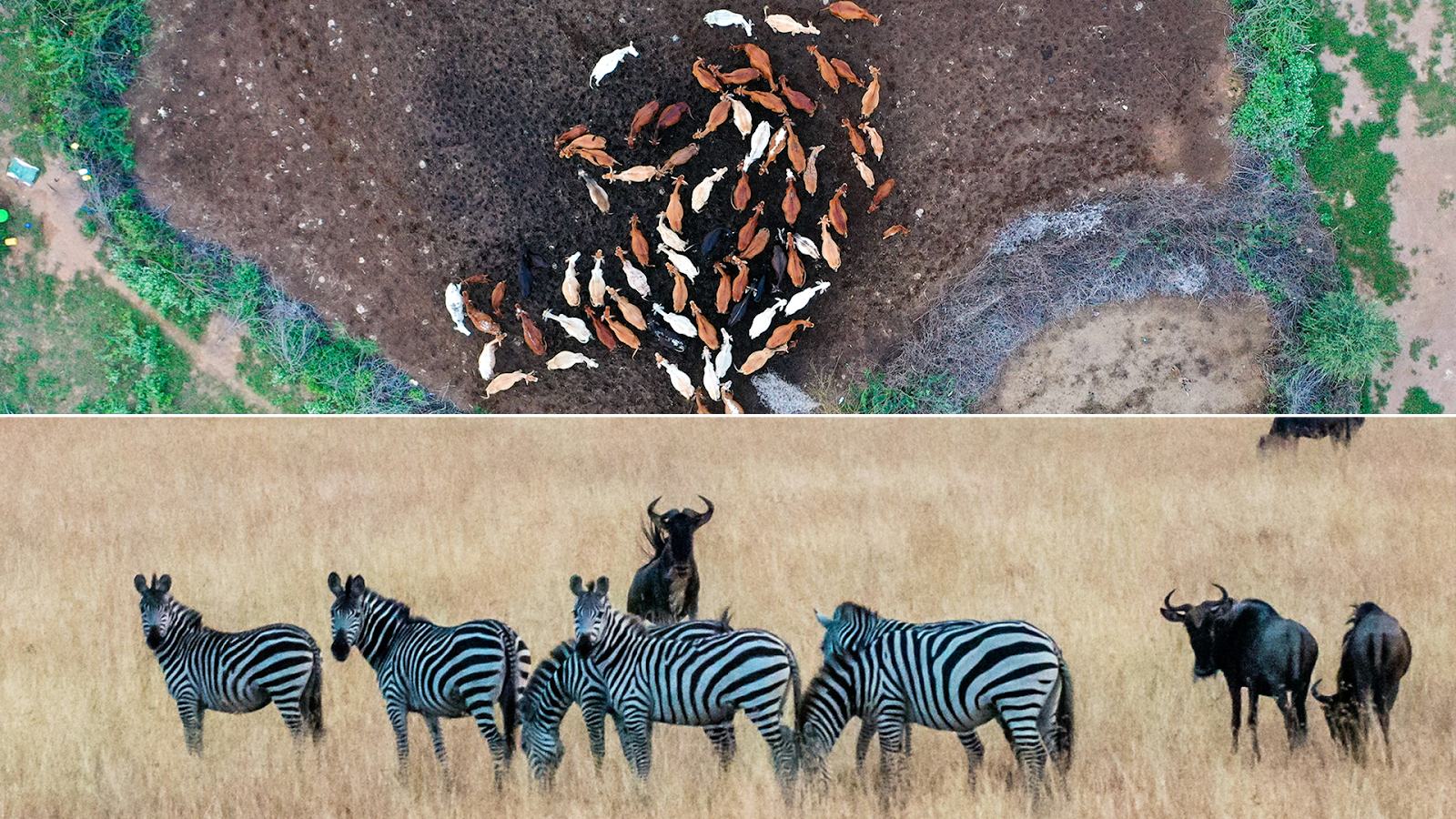 Kenya Is A Restoration Hub - by Rewild Africa