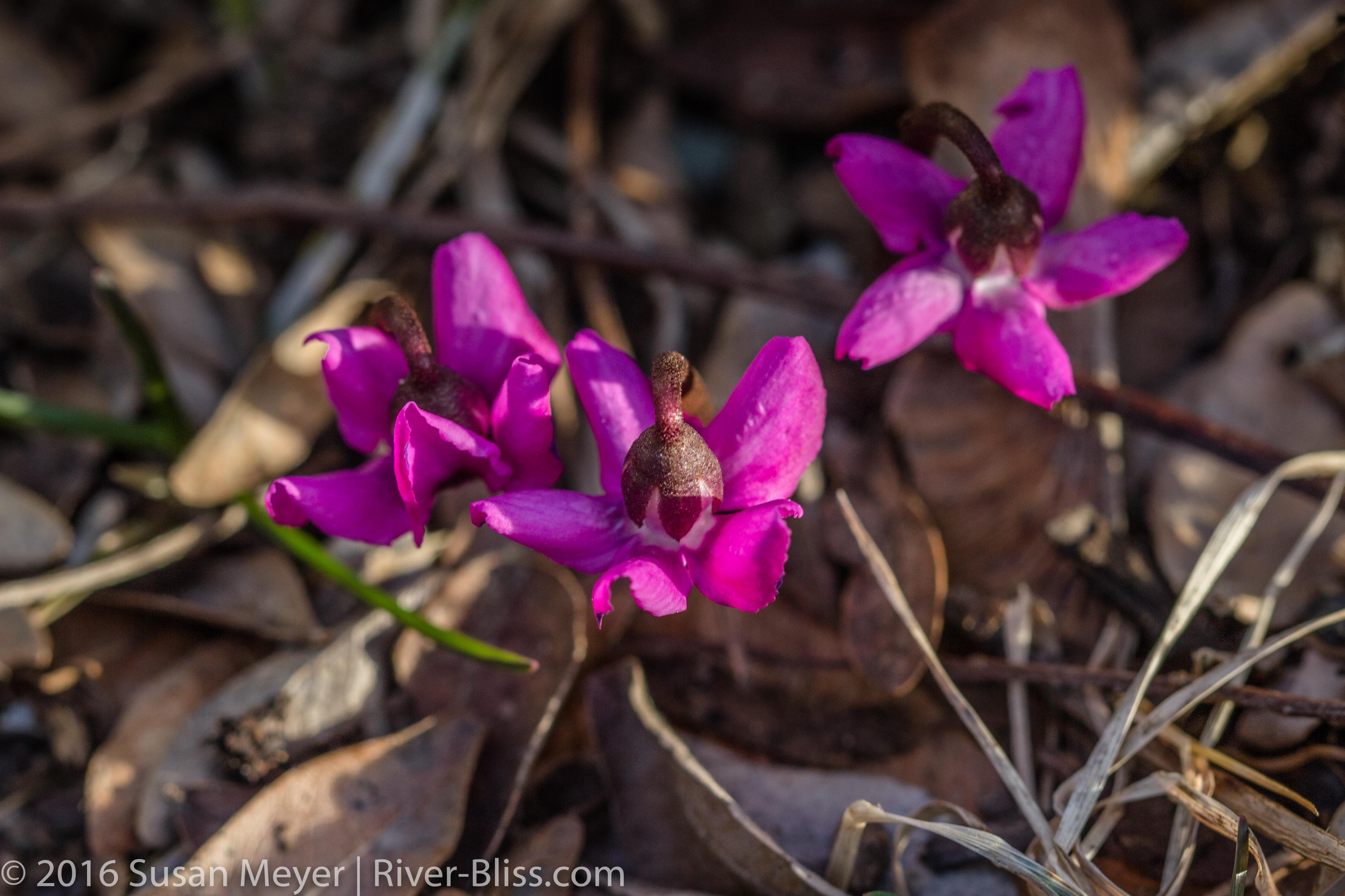 What Did She Say to the Flowers? by Susan Meyer