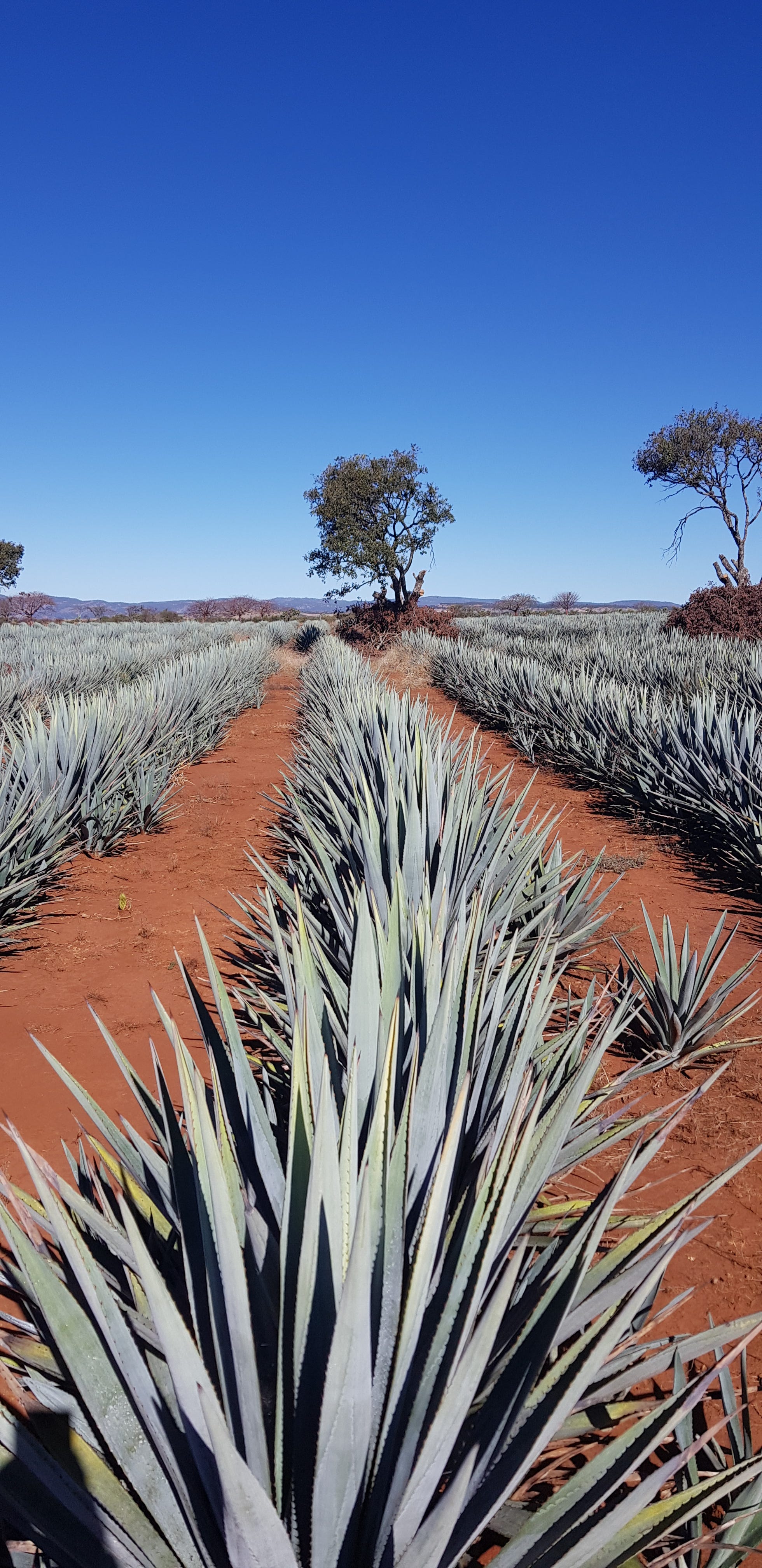 Tequila / Mezcal costs & Challenges - by Alejandro Sanchez