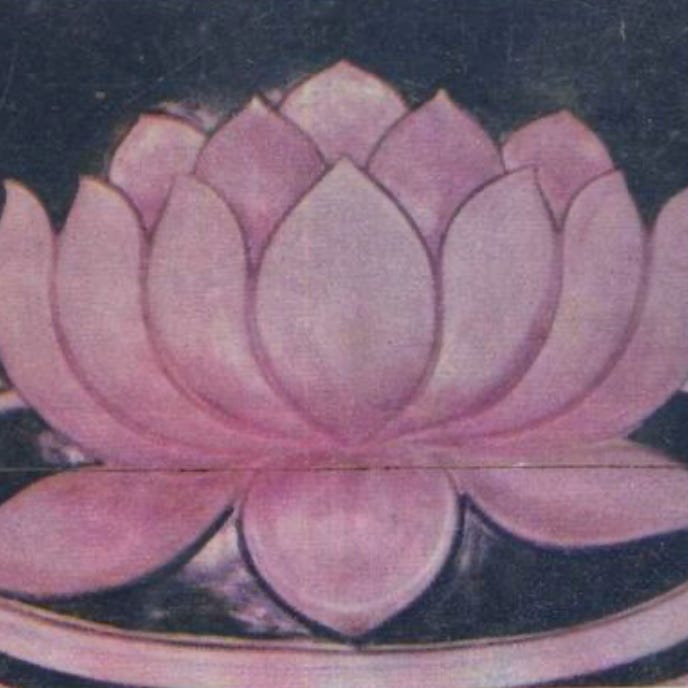 lotus roots 