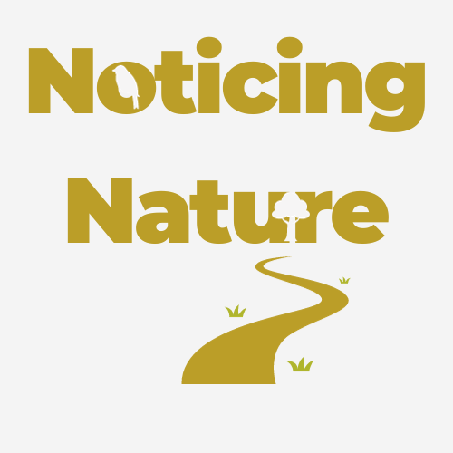 Noticing Nature by Sarah Marles  logo