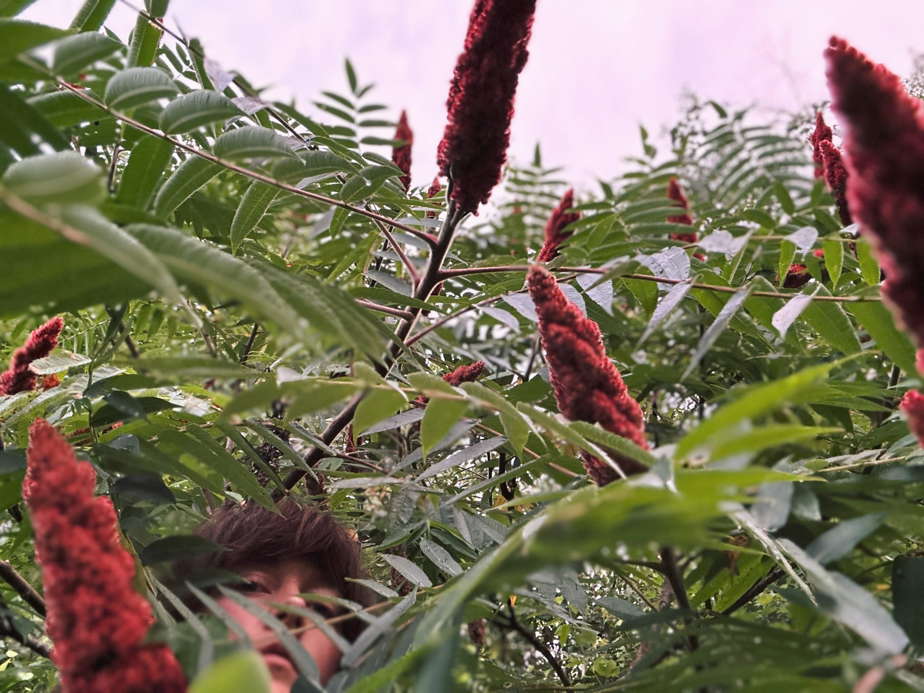 Everything You Ever Wanted to Know About Sumac But Were Afraid to