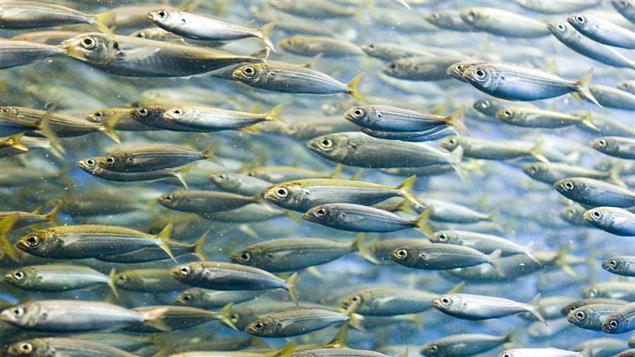 The New Fish: The Truth about Farmed Salmon and the Consequences We Can No  Longer Ignore (by Simen Sætre and Kjetil Østli)