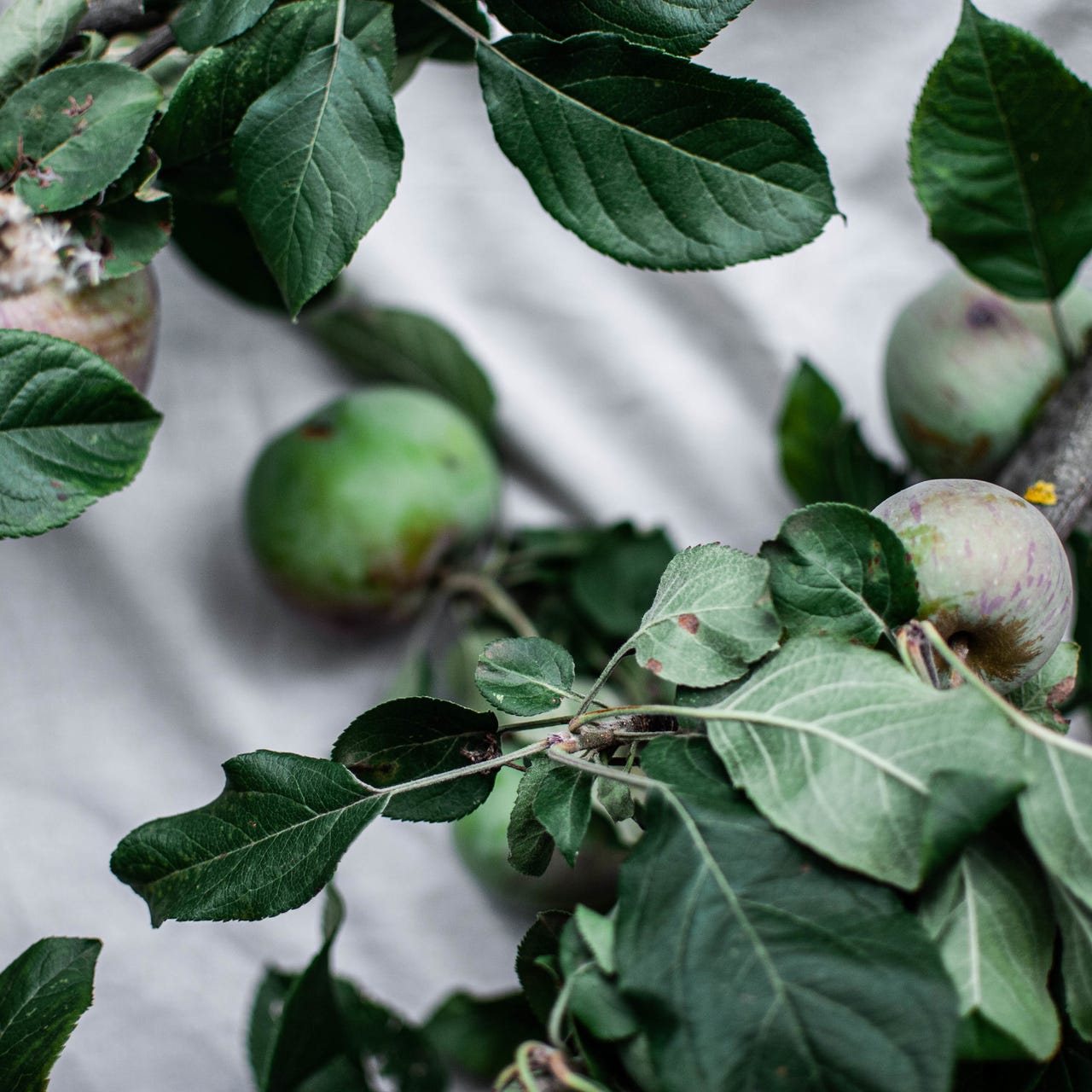 Thistle and Whey Dispatch