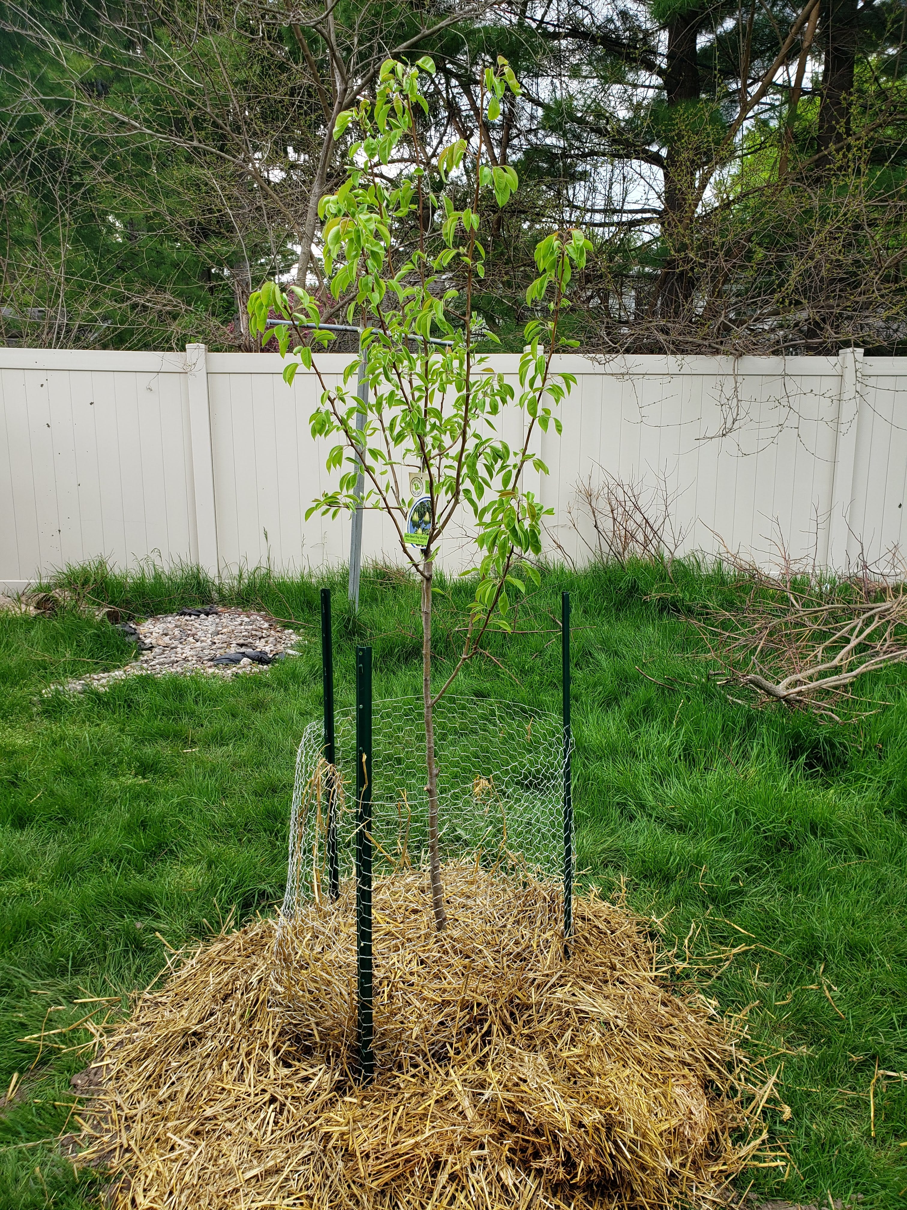 🌱🌳🍑 Guess who's turning their suburban backyard into a mini orchard, fruit trees backyard