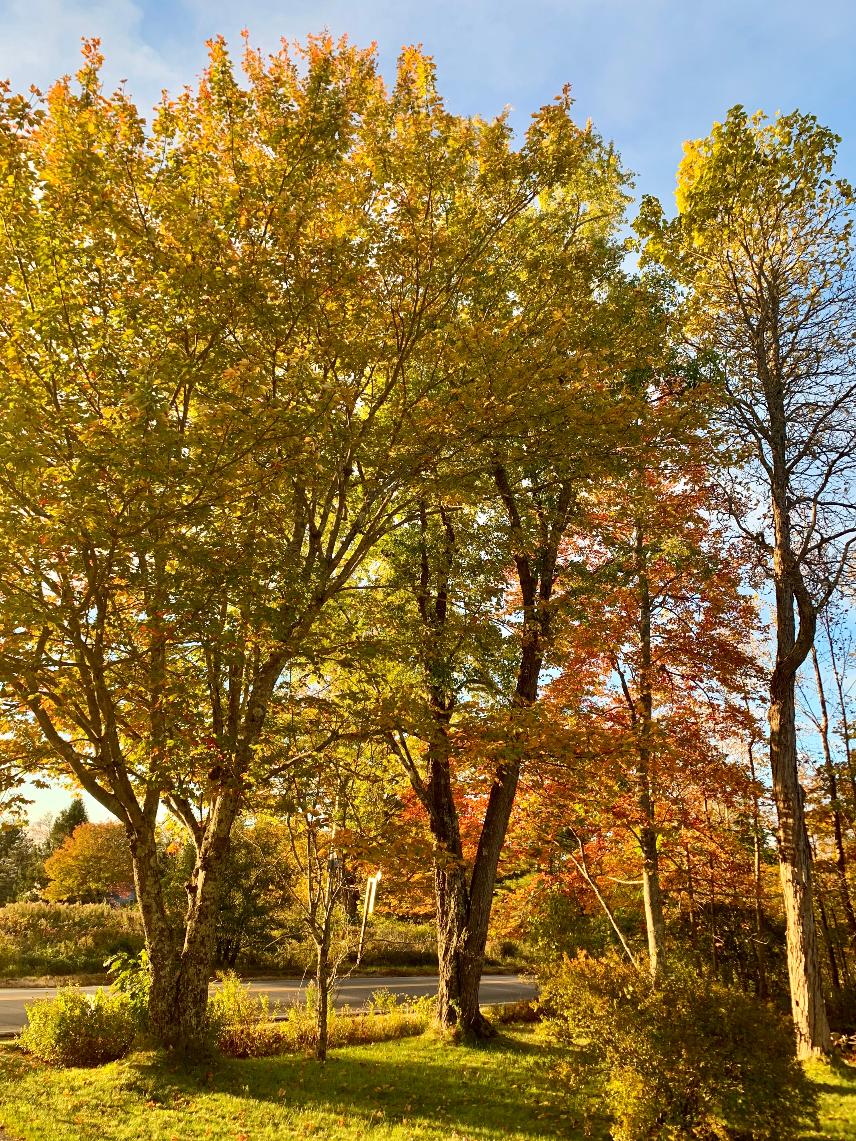 Haiku Wednesday • 1 G.T. Simonson