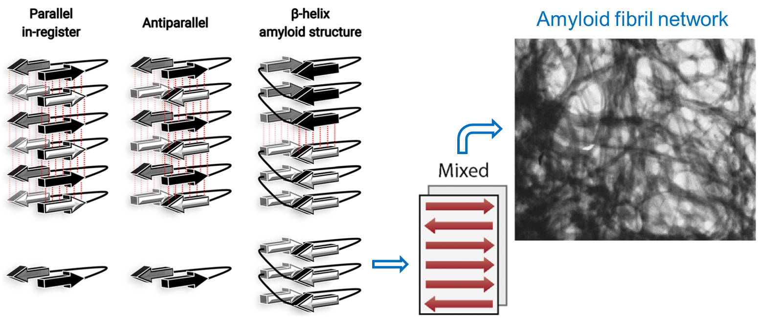 Amyloid Can Explain The Origin Of Life, Despite Its Disease-causing 