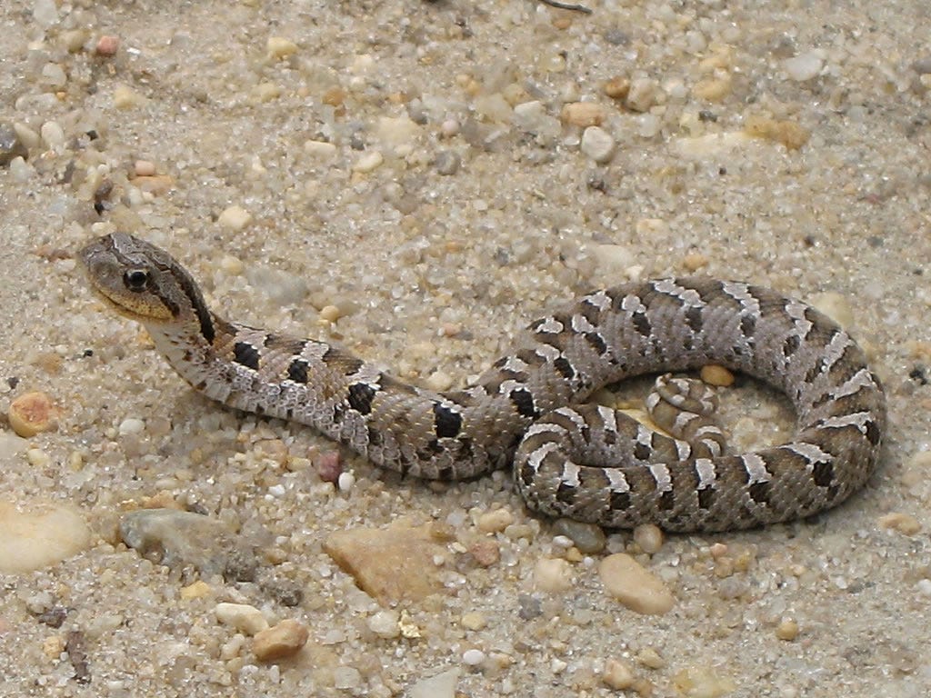 Hognose snake playing dead, Hognose snake playing dead at P…