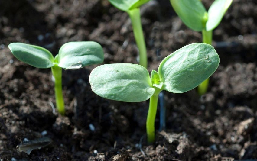 A Guide to Sunflower Pest Management