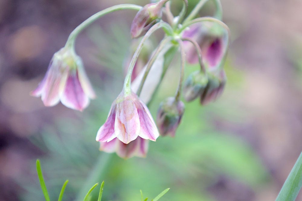 Today In The Garden: Hanging Bell Flower Allium (issue 73)