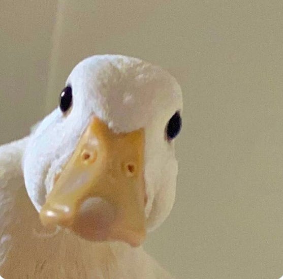 A duck on a bike