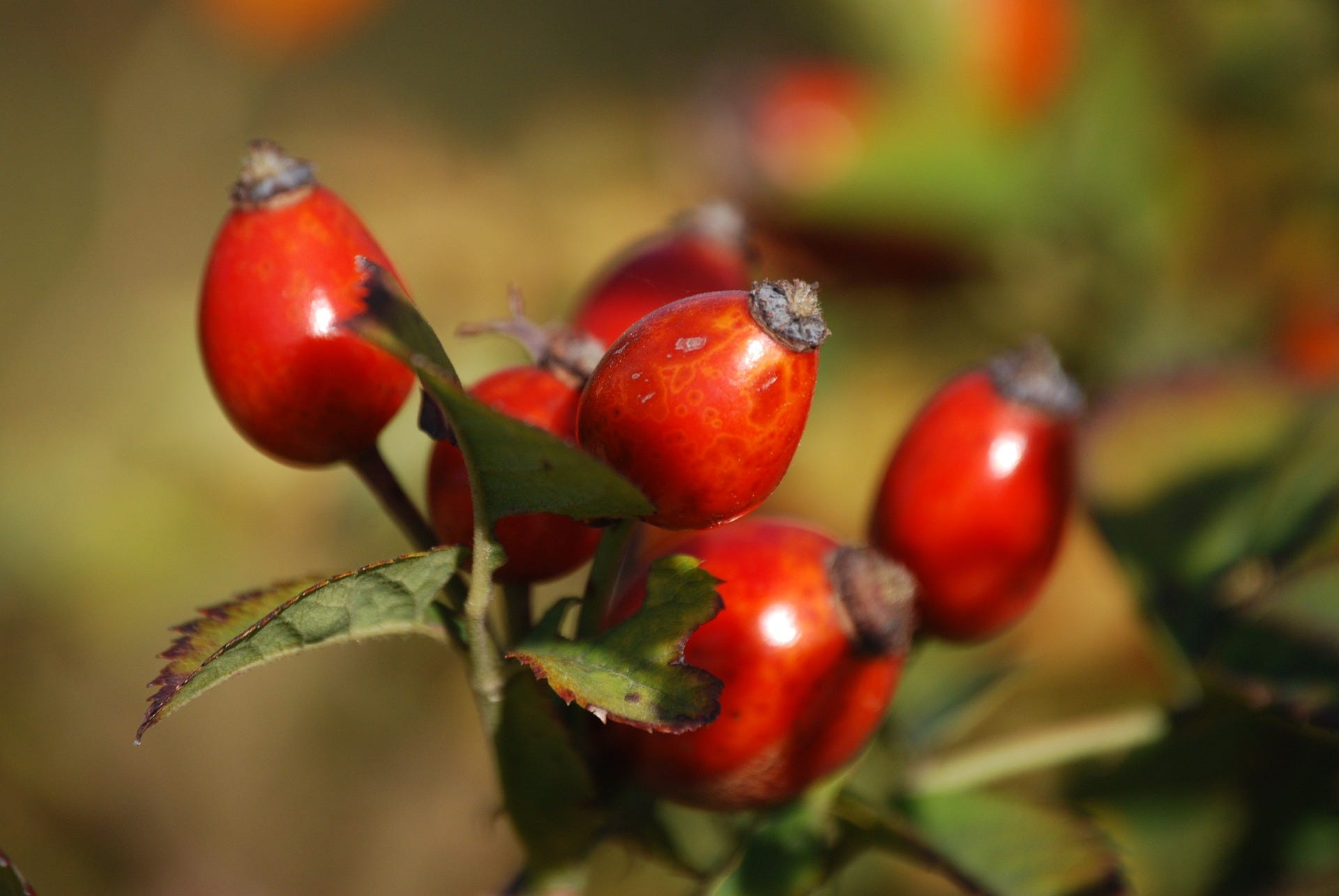 Fancy A Go At Rosehip Syrup? by Claire Davies
