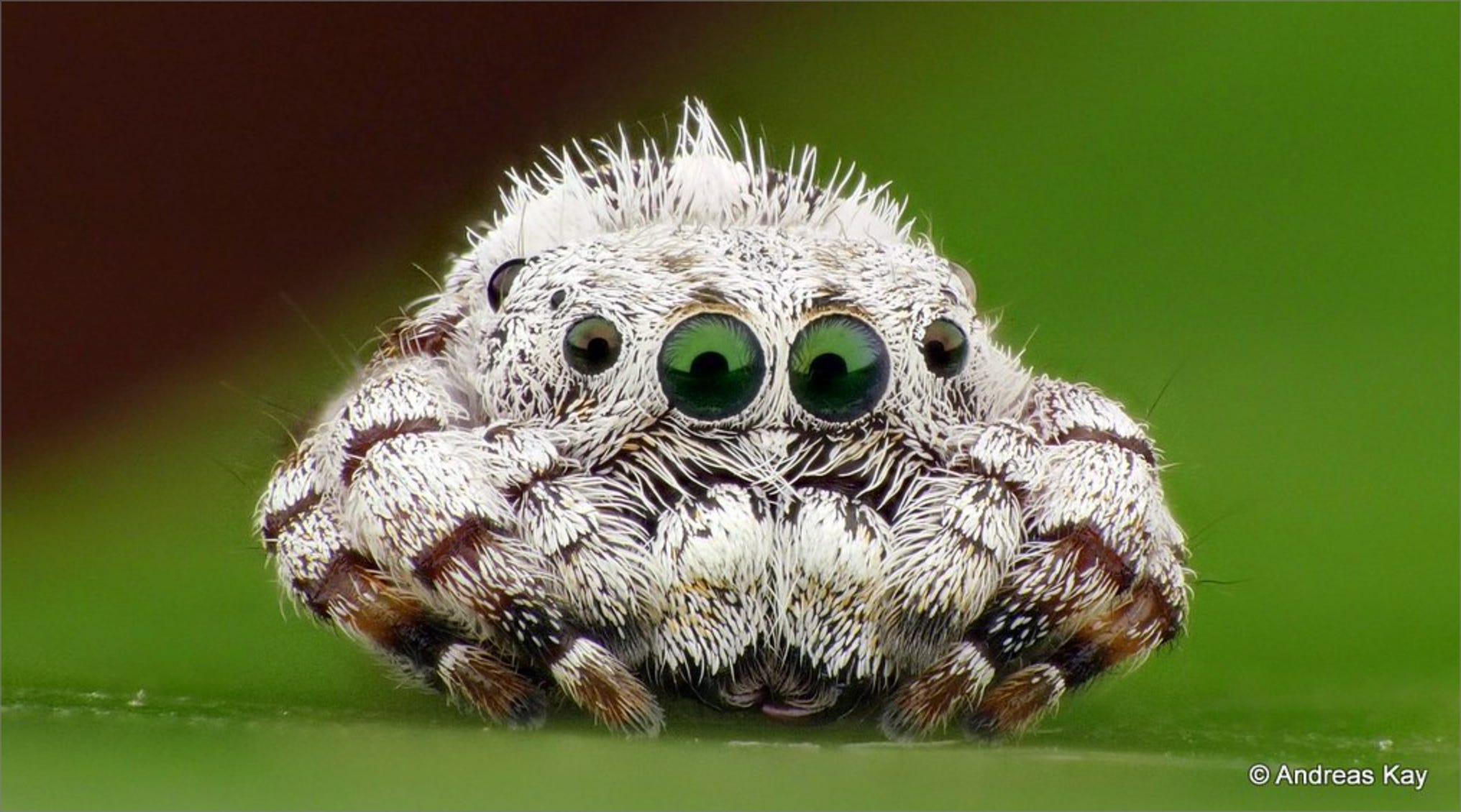 Leap Into the World of Jumping Spiders - Science Friday