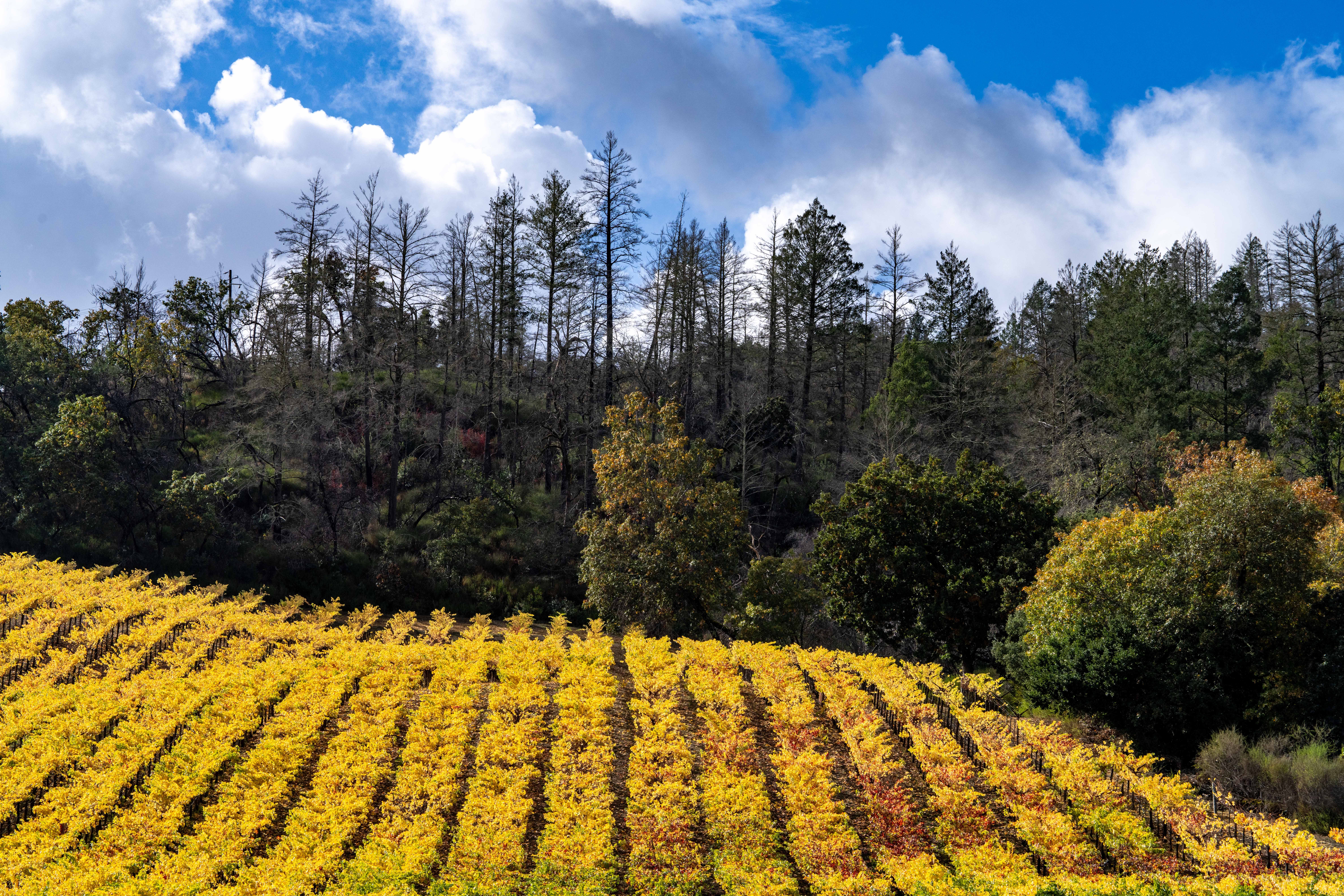 Napa Valley produces 4% of the state's wine and has 27.5% of the winery  permits