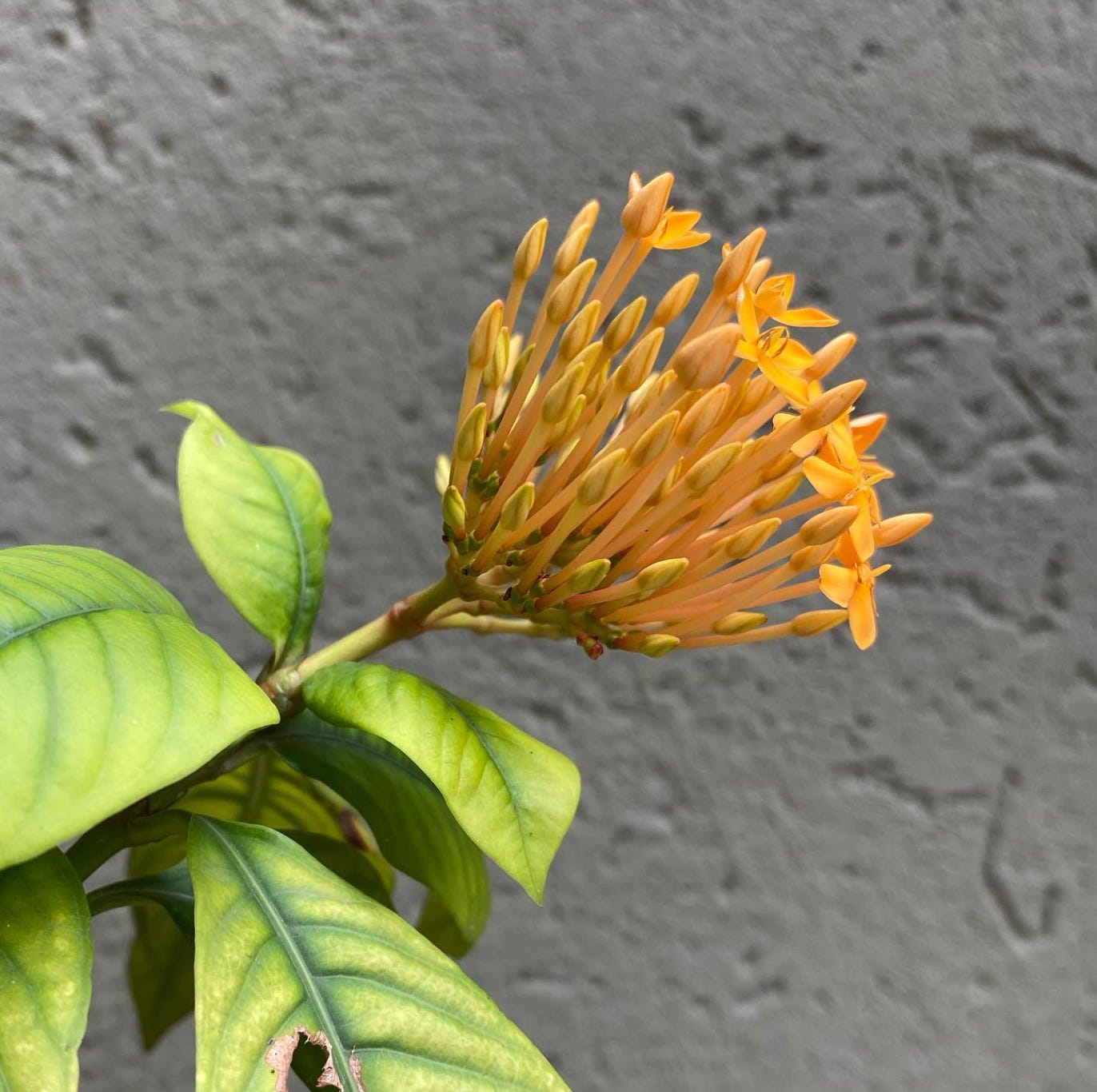 A flower's moment of being Whatiamwritingtoday