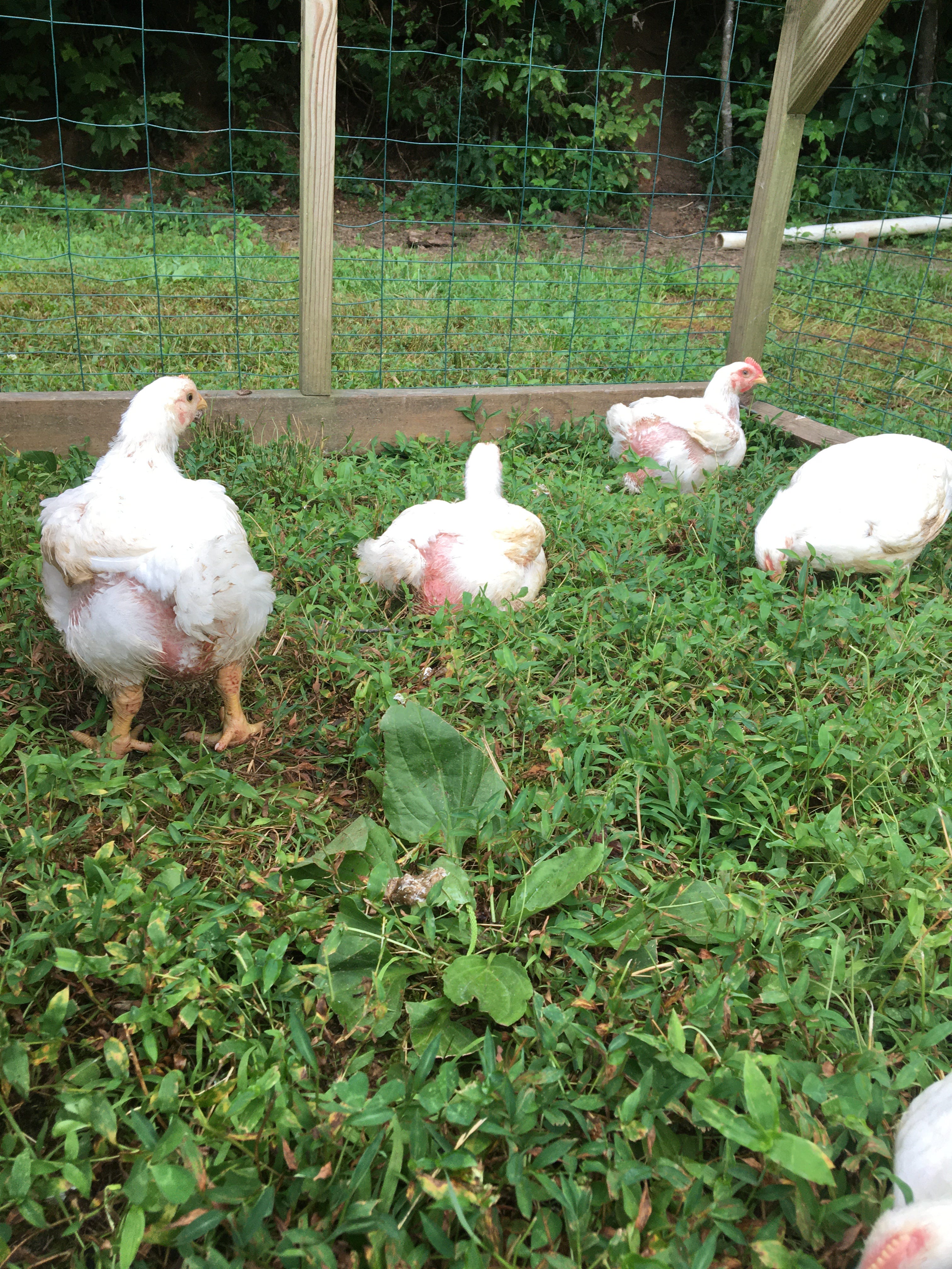 What You Need to Know About Raising Cornish Cross Chickens for Meat ...