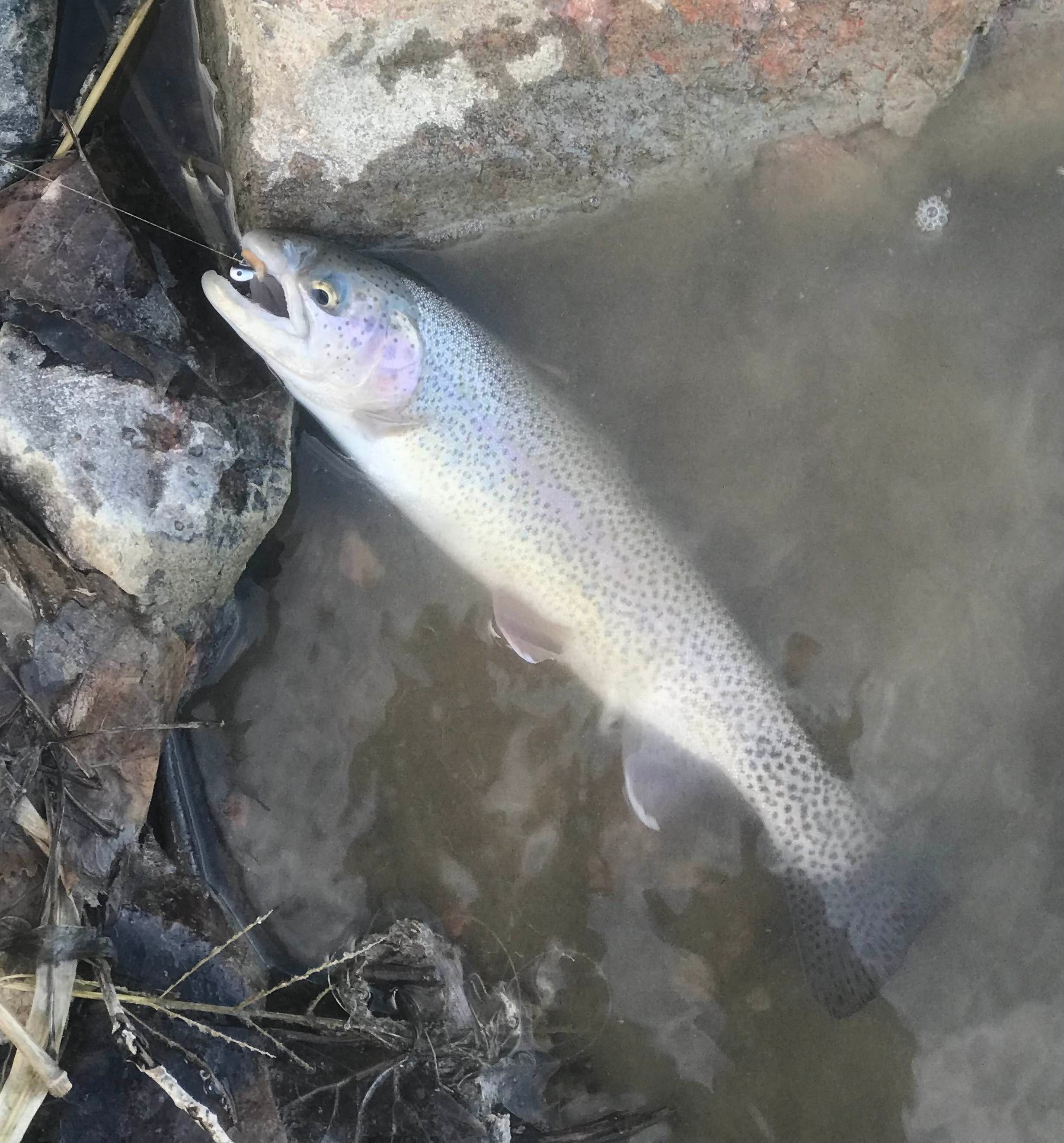 Wickstrom: Colorado winters don't have to mean ice fishing. Cast your rod  at Pueblo Reservoir – The Denver Post