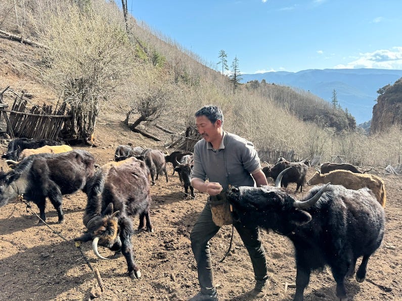 The Fuzziest End Of The Lollipop by Taste Tibet