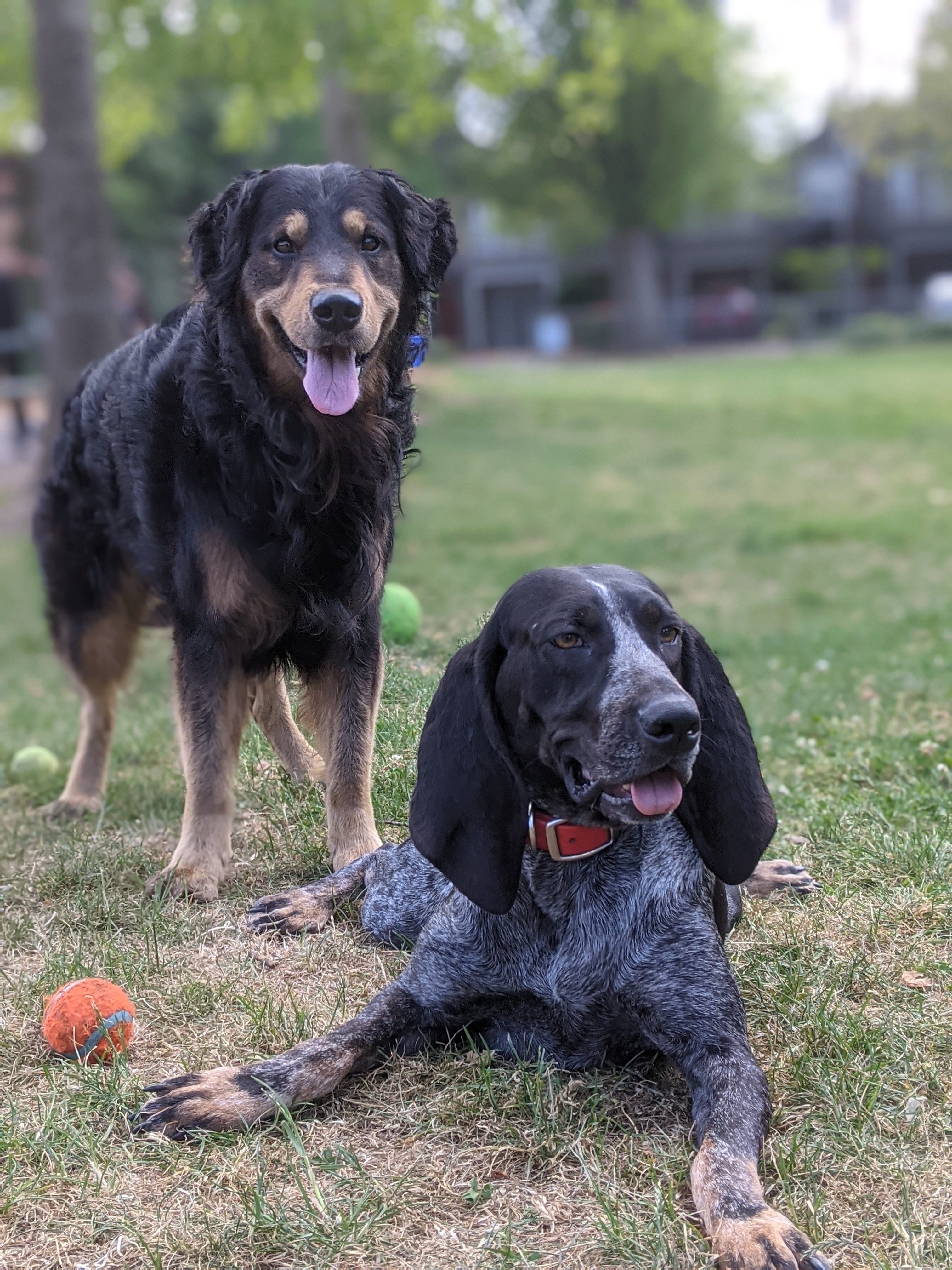 More balls than dogs by Douglas Tsoi Money and Meaning