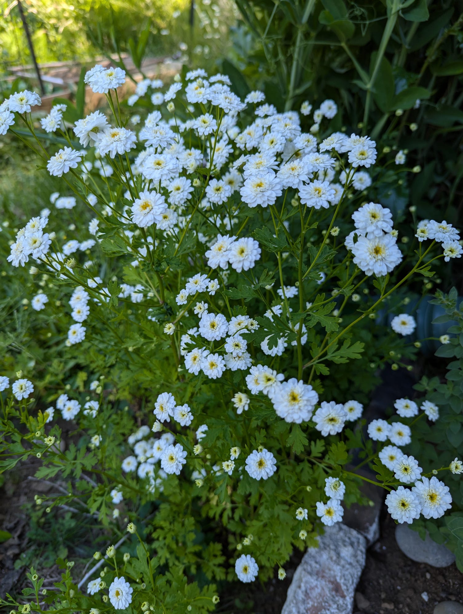 Fall Update by Sam Stewart Three Creeks