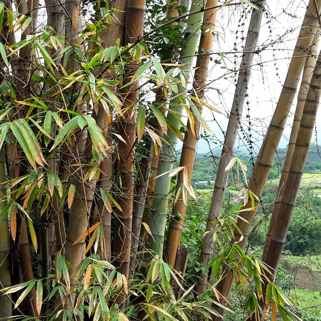 Bamboo Mountain  logo