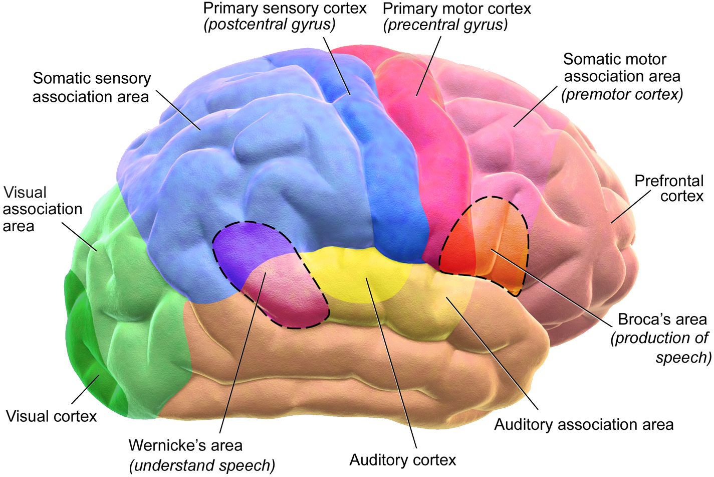 Sensory friendly - Wikipedia