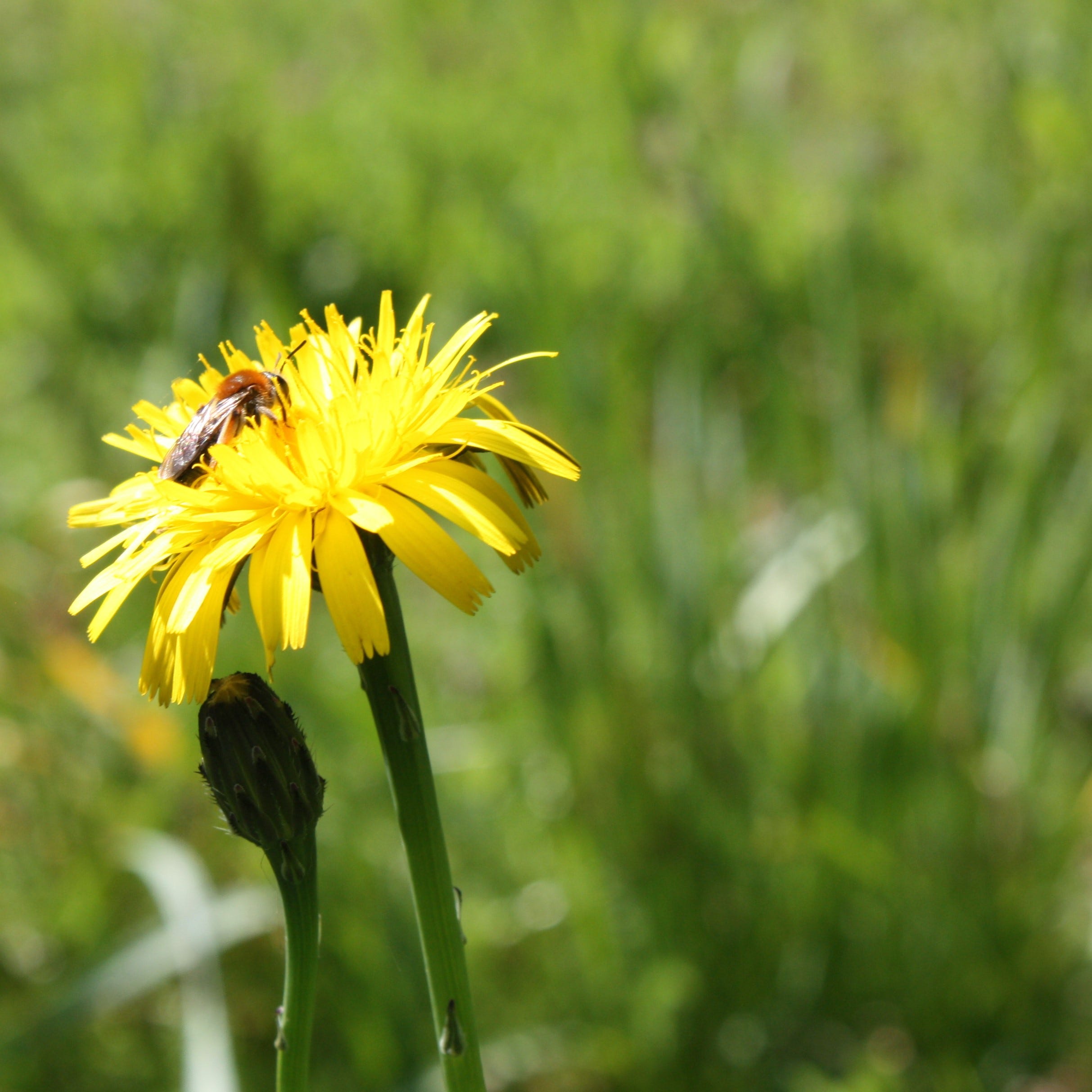 Thoughts from a Norfolk garden