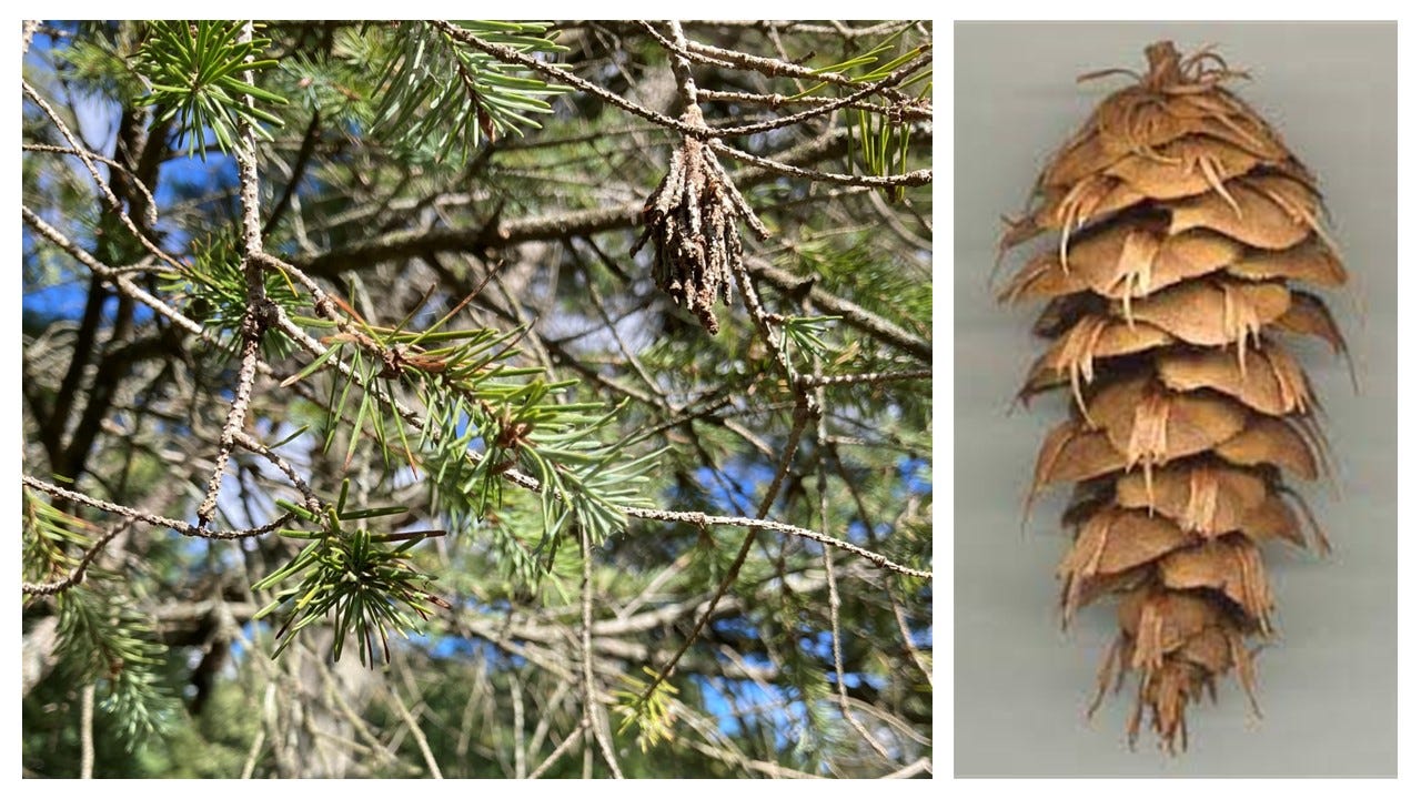 Tree Speech by Jana Gillham Soul Matters