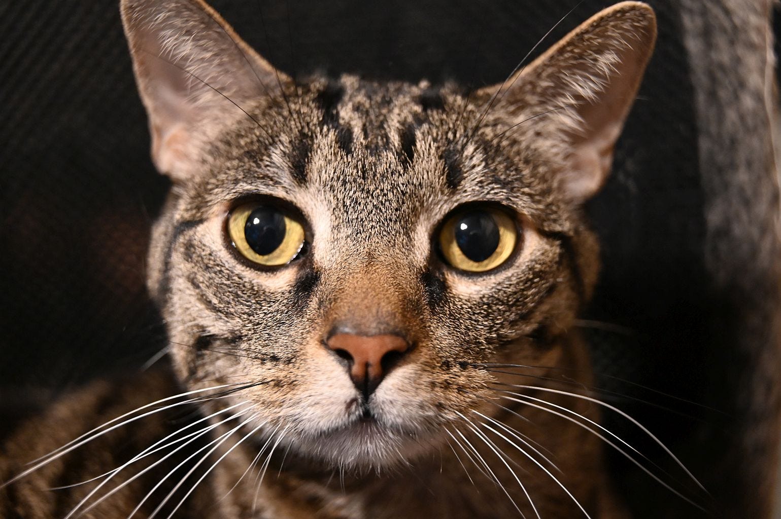 Evil Think Tank Plots Trump Second Term. No, Not The One Behind Project