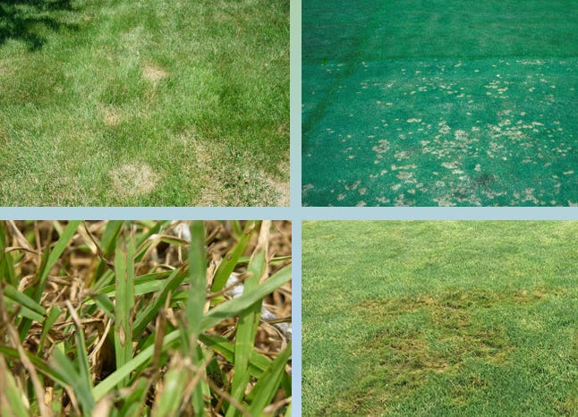 the importance of lawn care