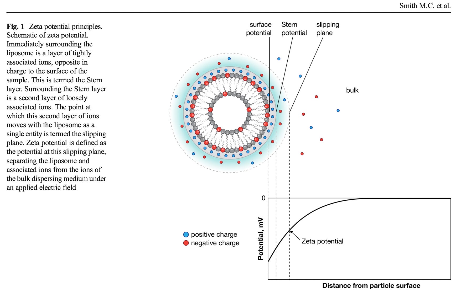 Zeta Potential Rbc The thrombotic bus: Are red blood cells agglutinating in injected ...