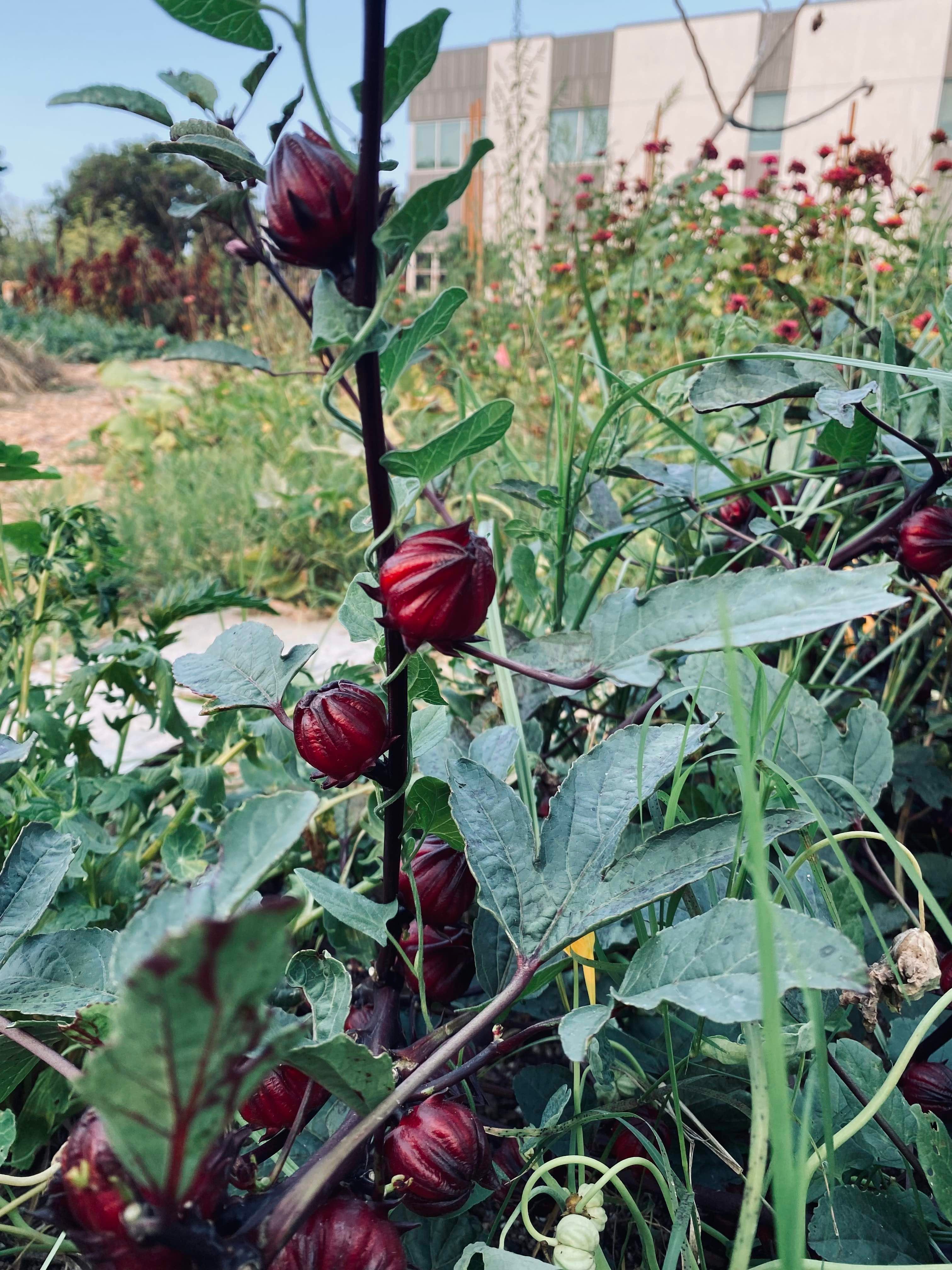 Year in Review - The Learning Garden Newsletter