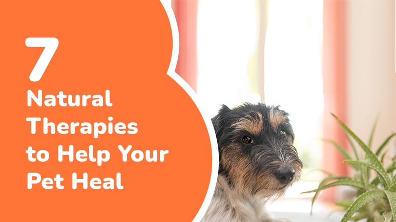 Natural remedies for shop mrsa in dogs