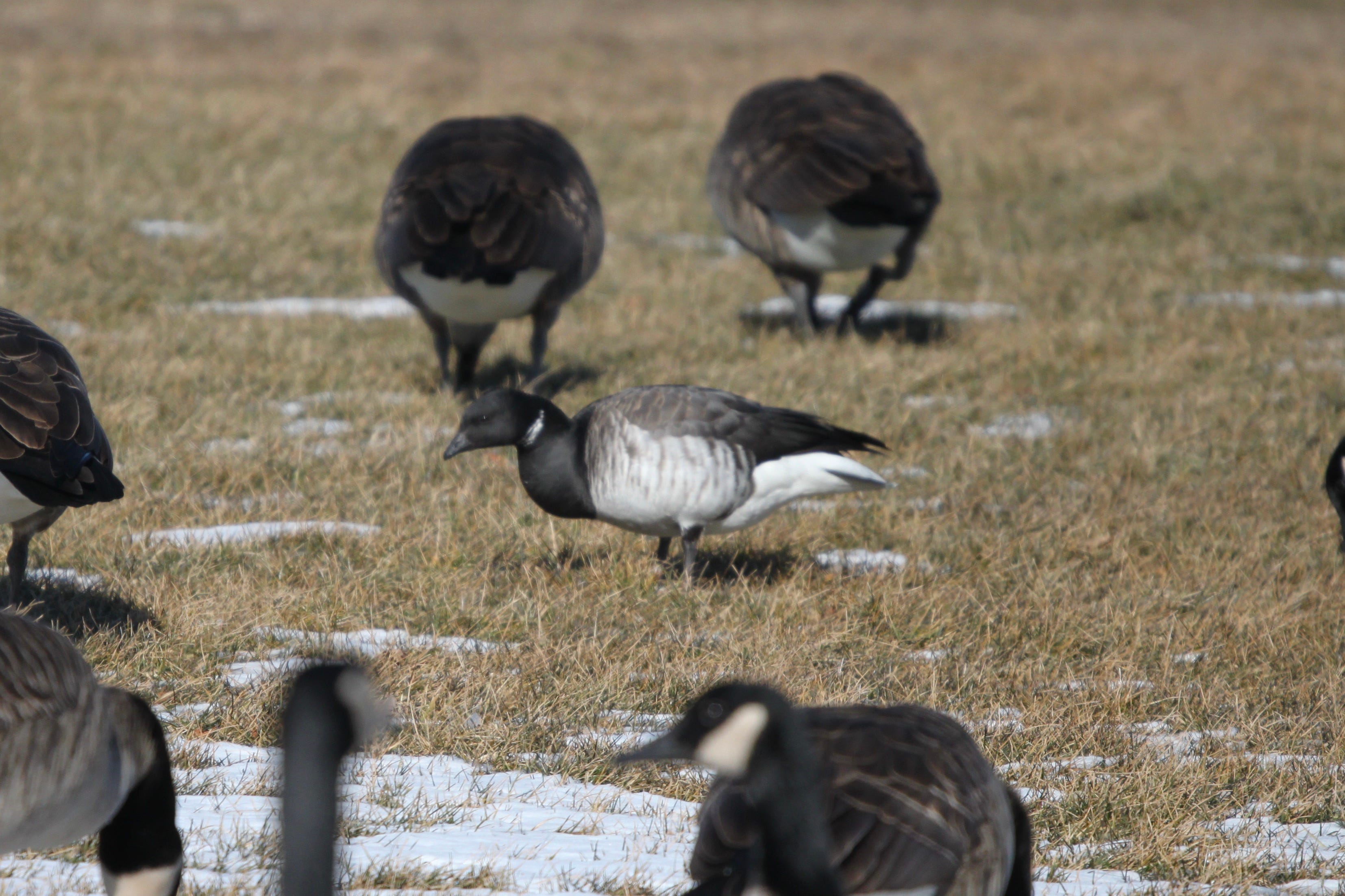 Canada goose new arrivals montrose