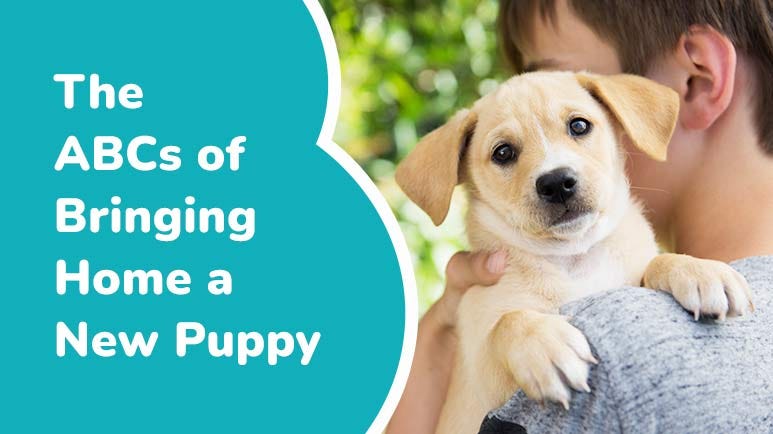 Bringing home a new hot sale puppy