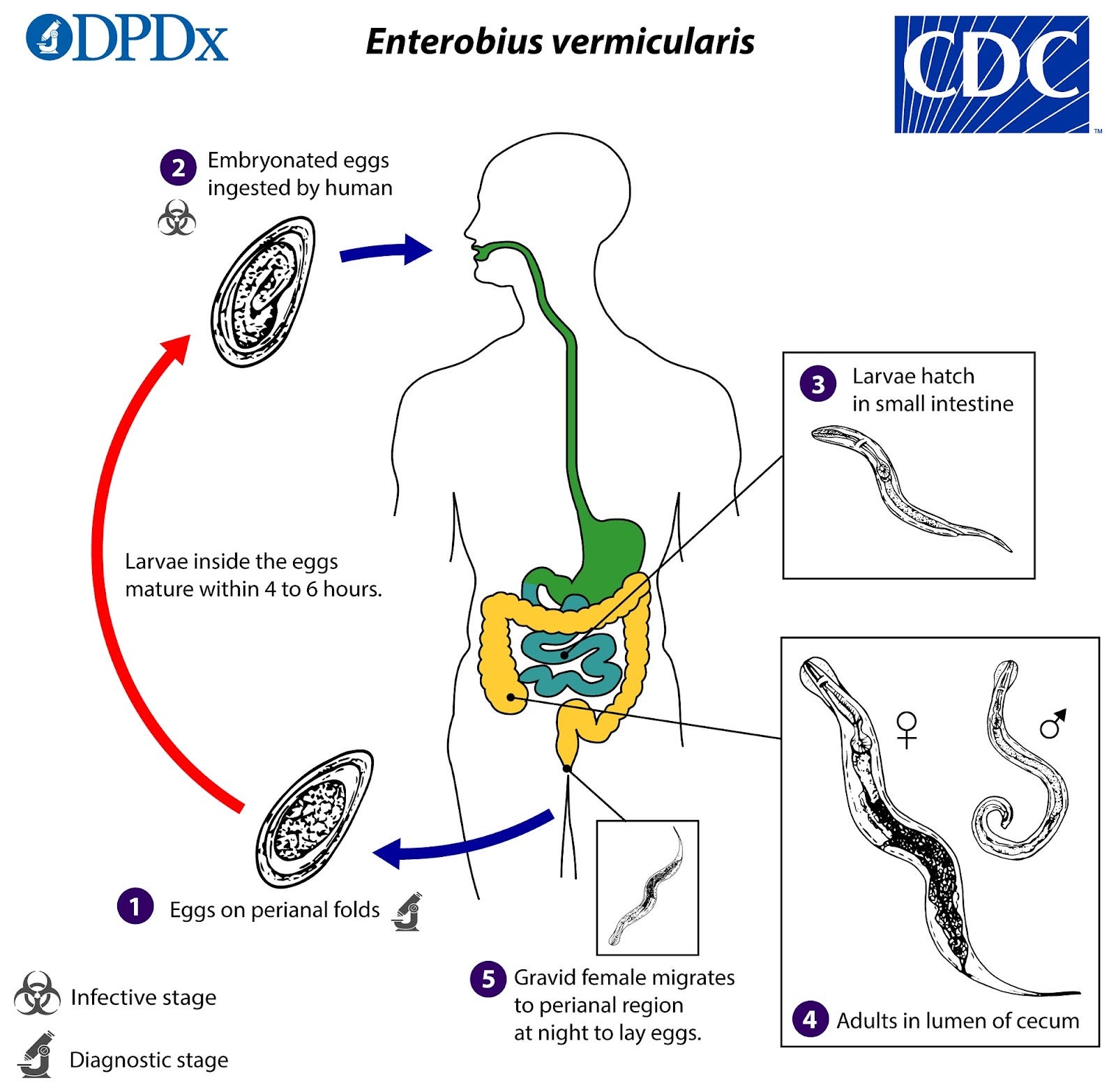 Pinworms, Lice, and Itching by Emily Oster ParentData