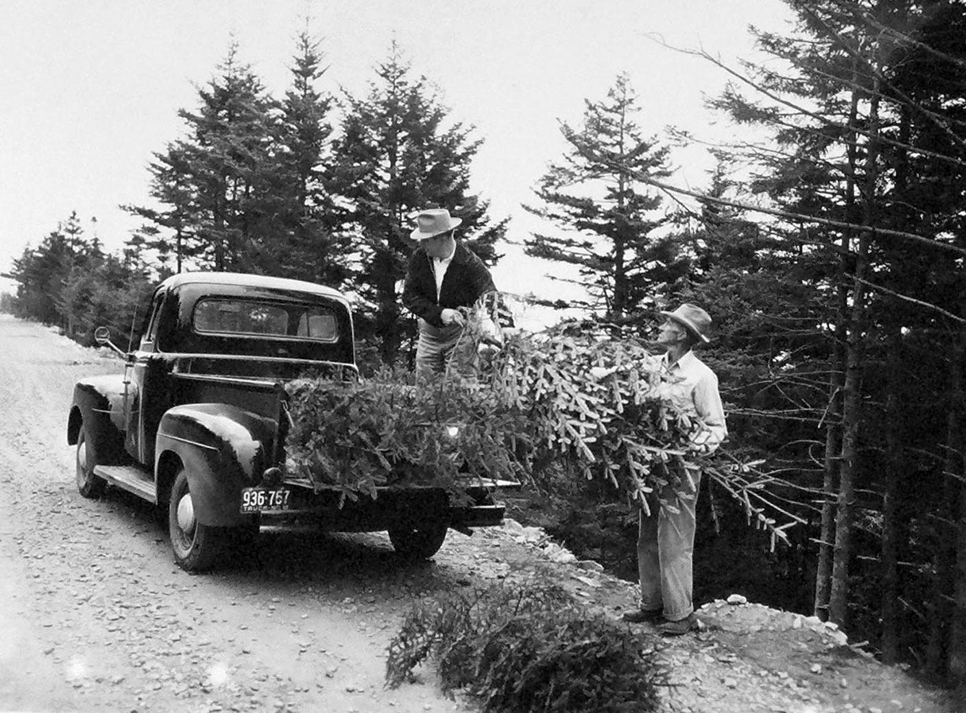 Let's All Panic Unnecessarily About Christmas Trees!