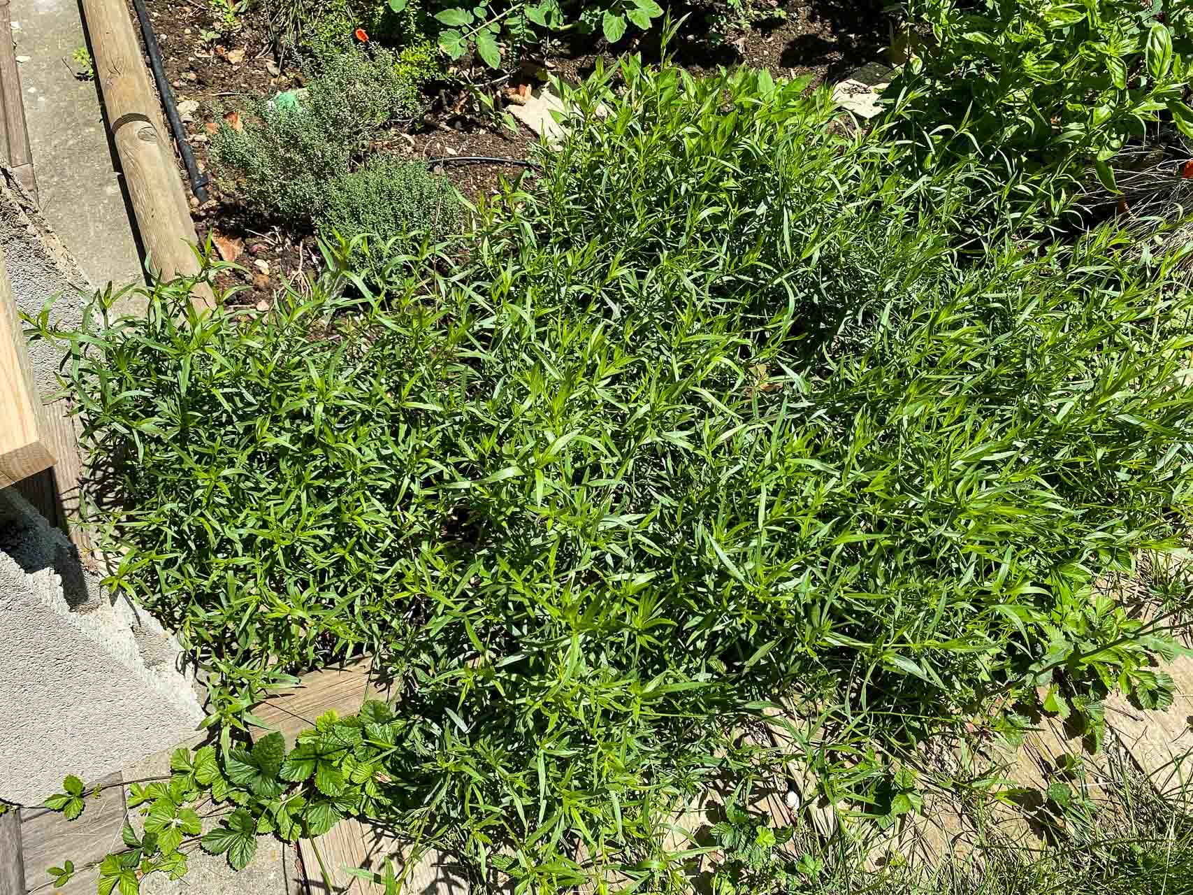 Tarragon vinaigrette David Lebovitz Newsletter