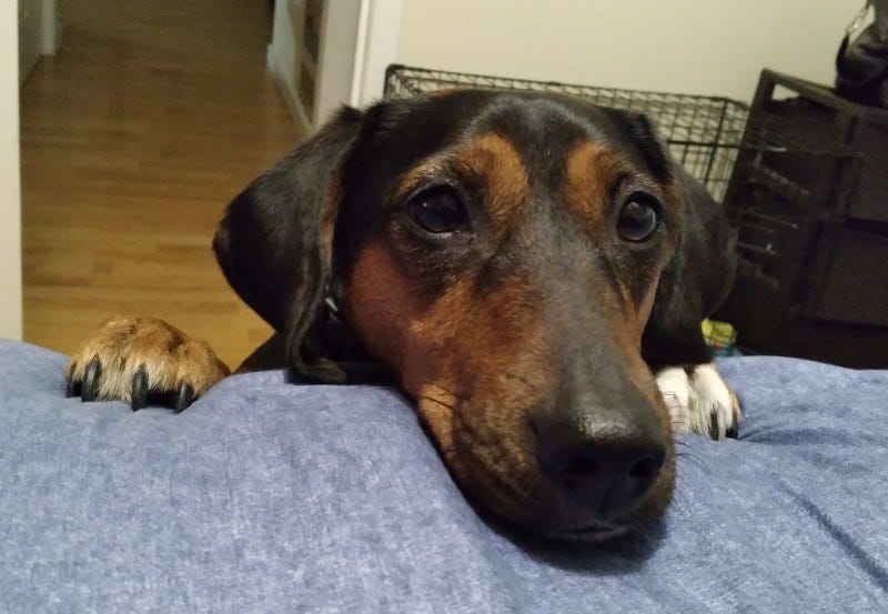 Do black pet owners live longer than black nonpet owners?