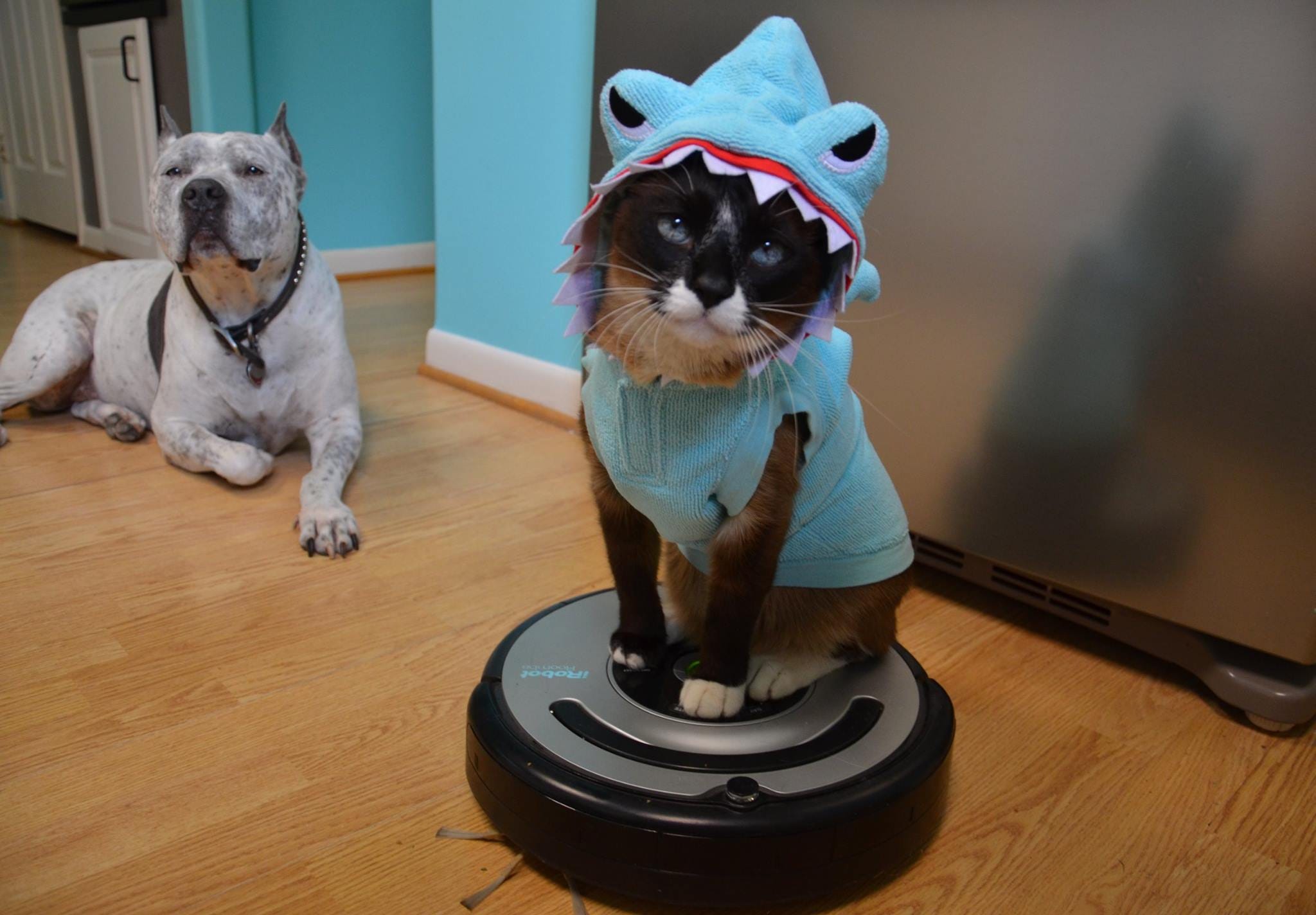Thinking of getting a robot vacuum cleaner
