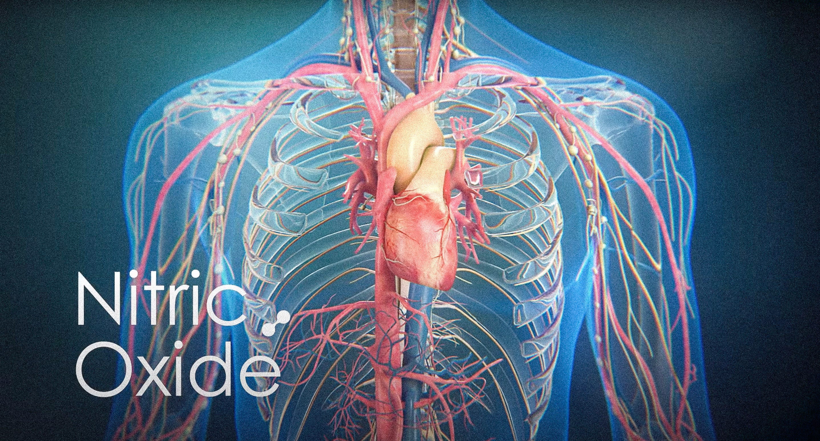 Nitric Oxide One Molecule To Protect Your Heart & Avoid Cardiovascular
