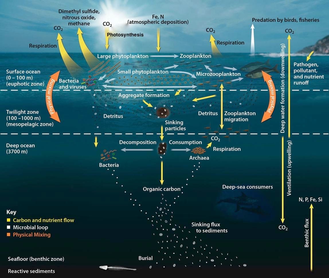 Our Oceans Are the Carbon Solution