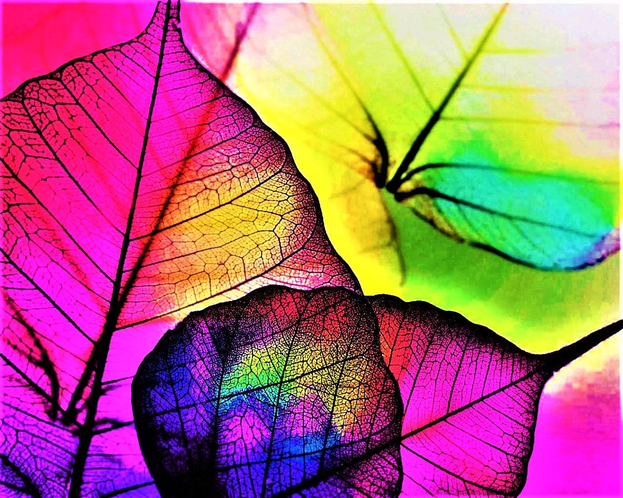 Perspicuity Lenor Writes