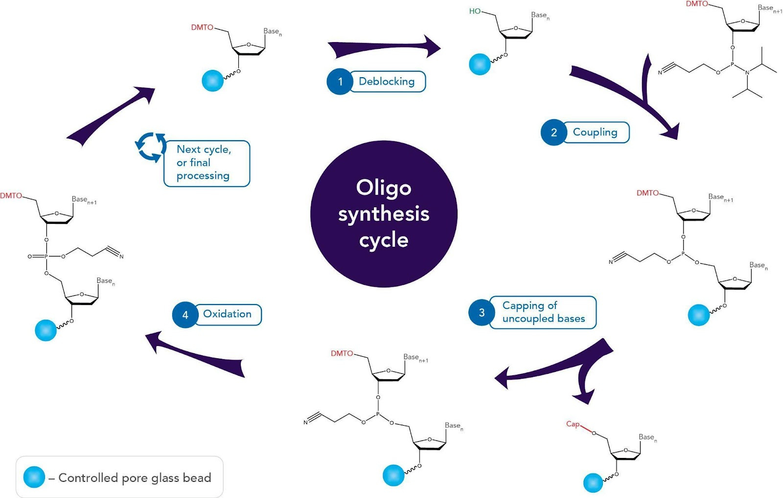 DNA synthesis a technical primer