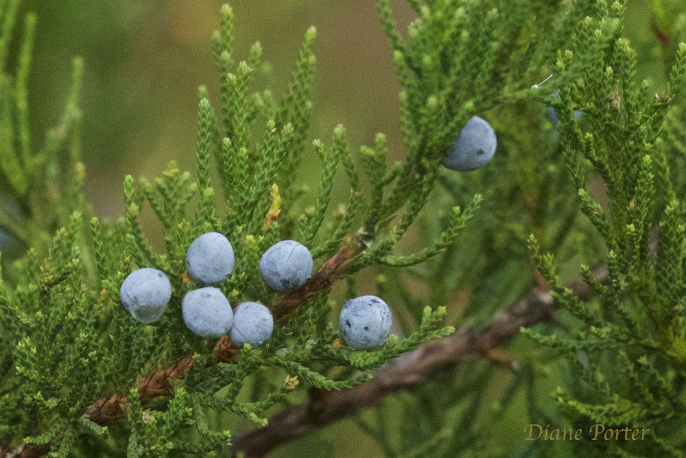 Red Cedar Berries by Diane Porter My Gaia
