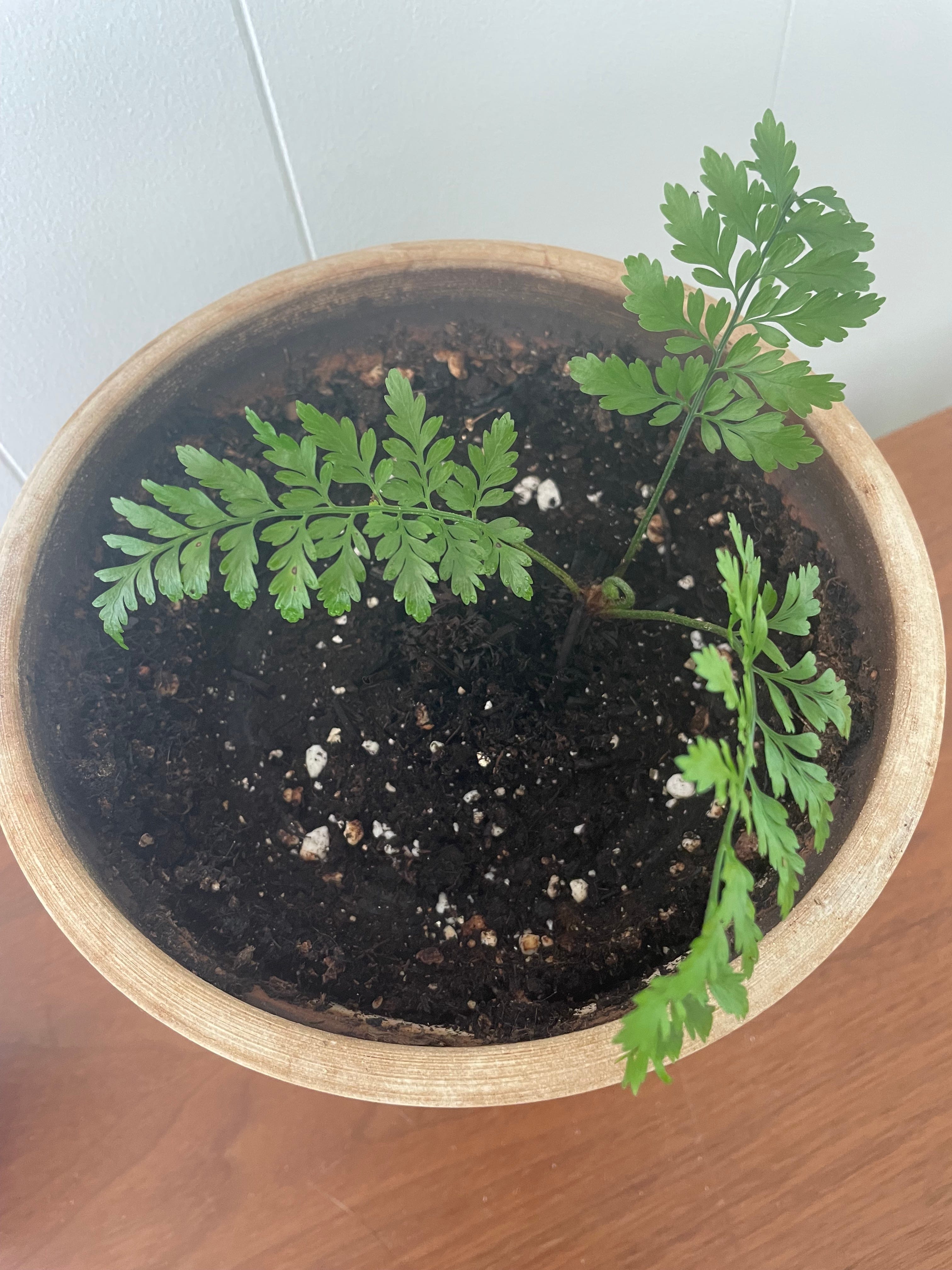 How to Take a Bath by Sandy Ernest Allen